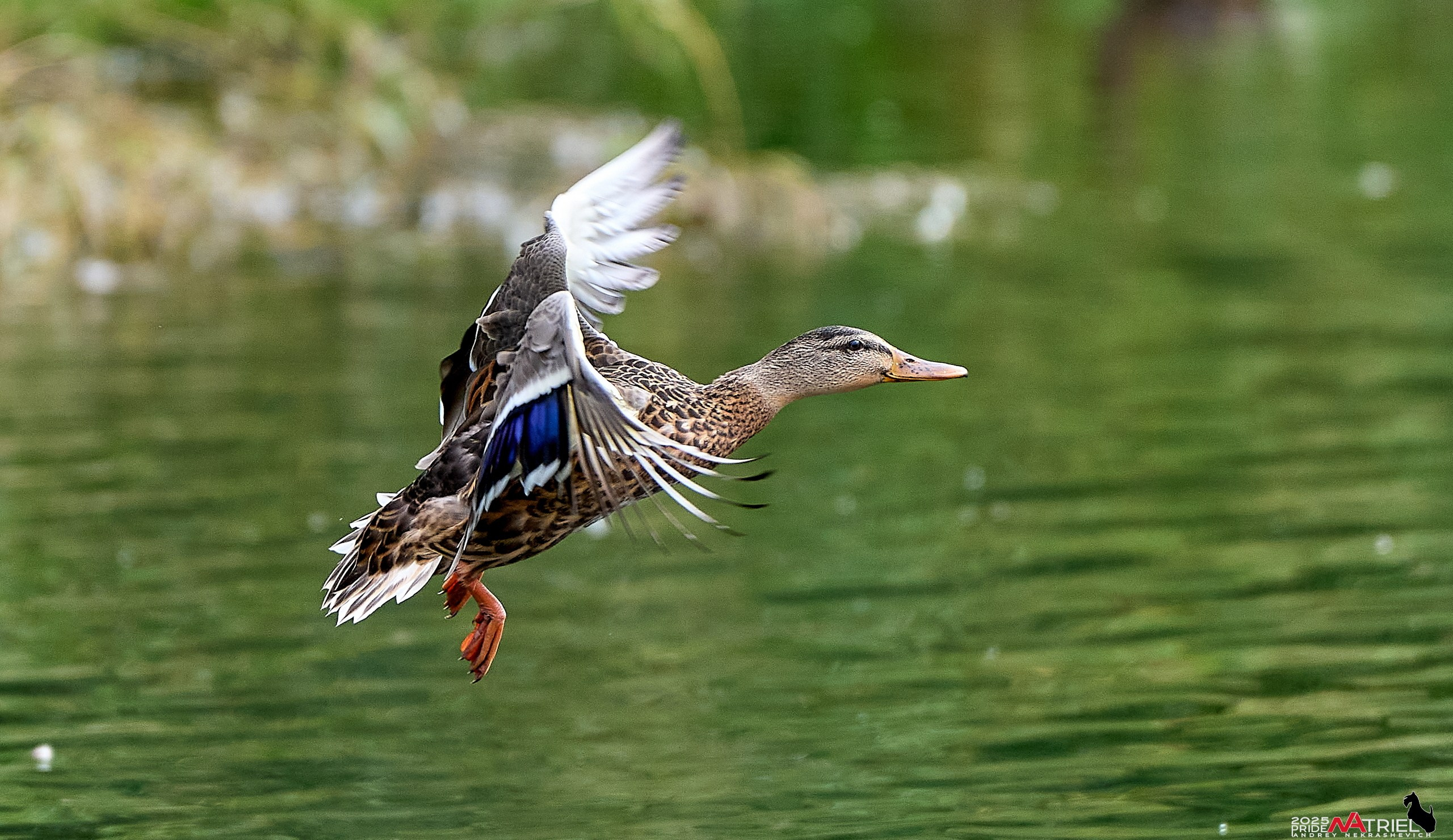 Утки на пруду
