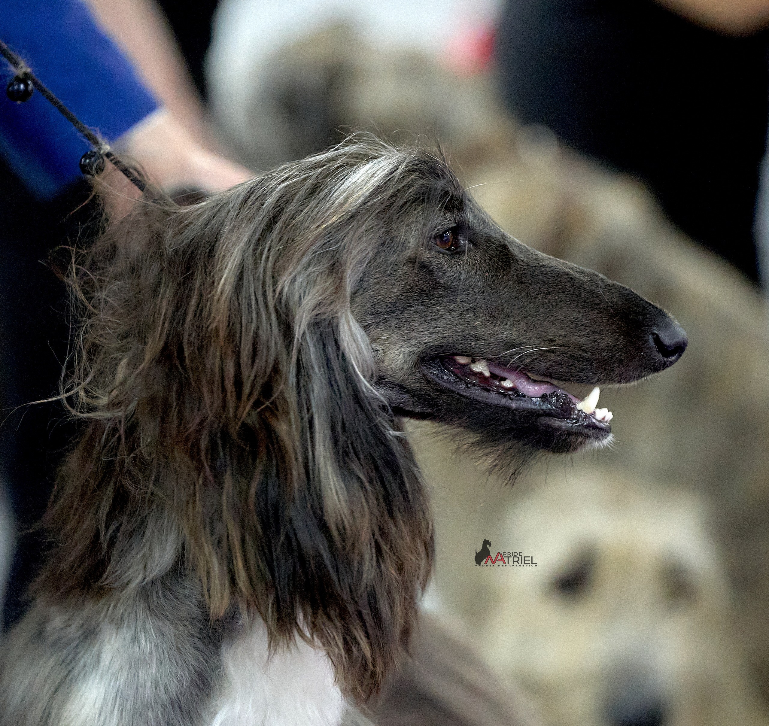 Портреты собак — галерея NATRIEL