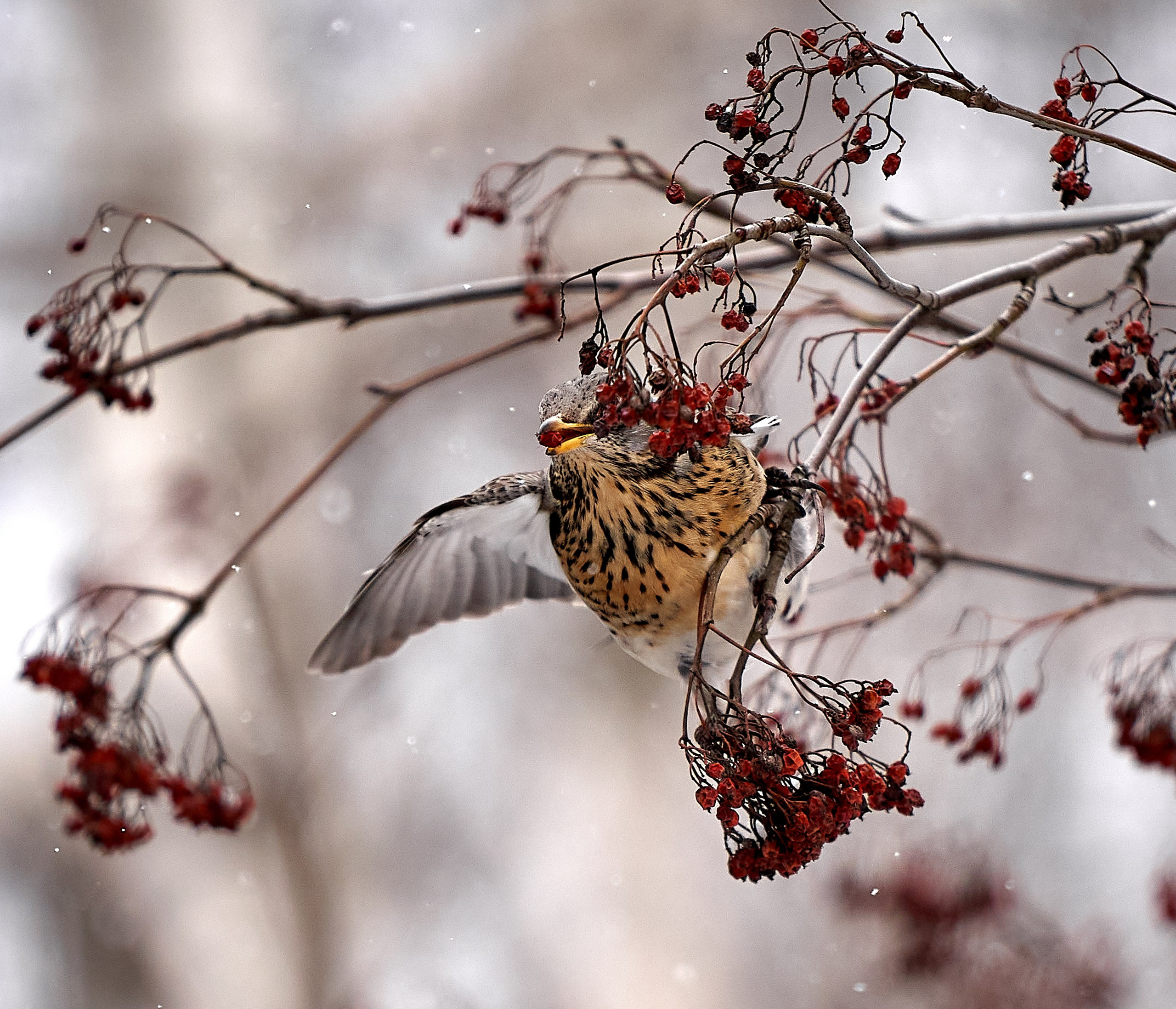 Фото птиц — галерея NATRIEL