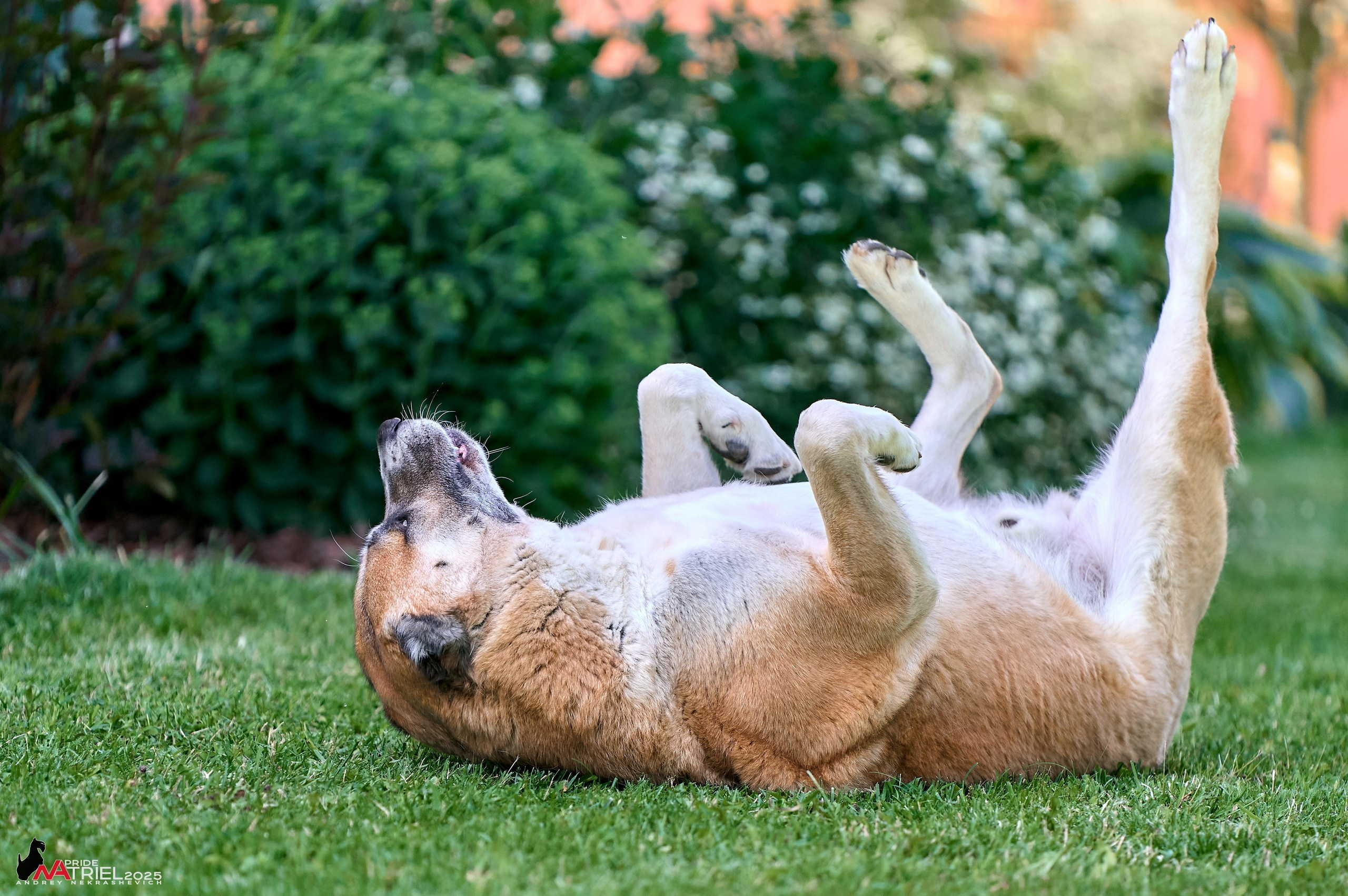 Алабаи и скотч-терьеры в питомнике у Ольги