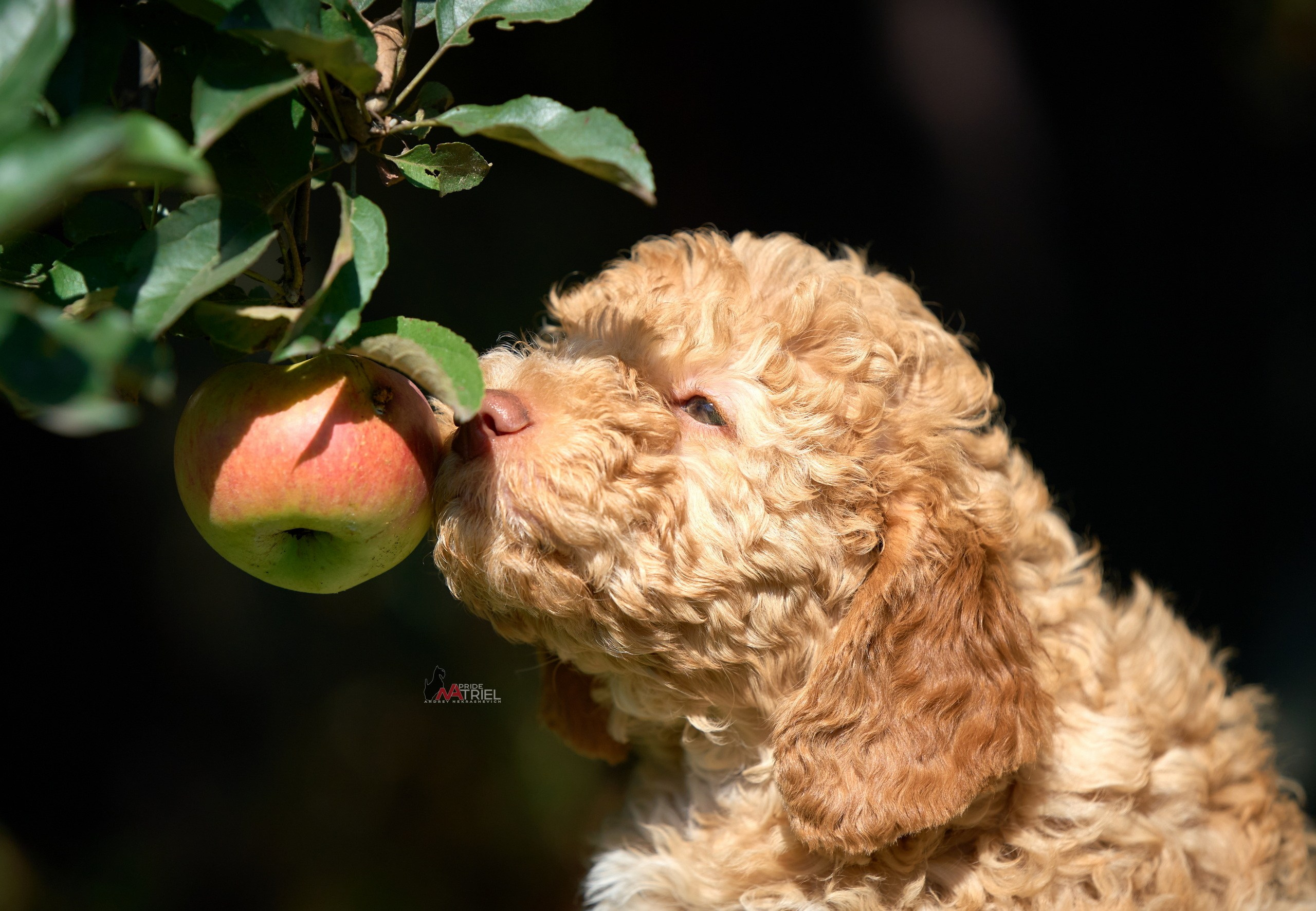 Щенки на прогулке — галерея NATRIEL