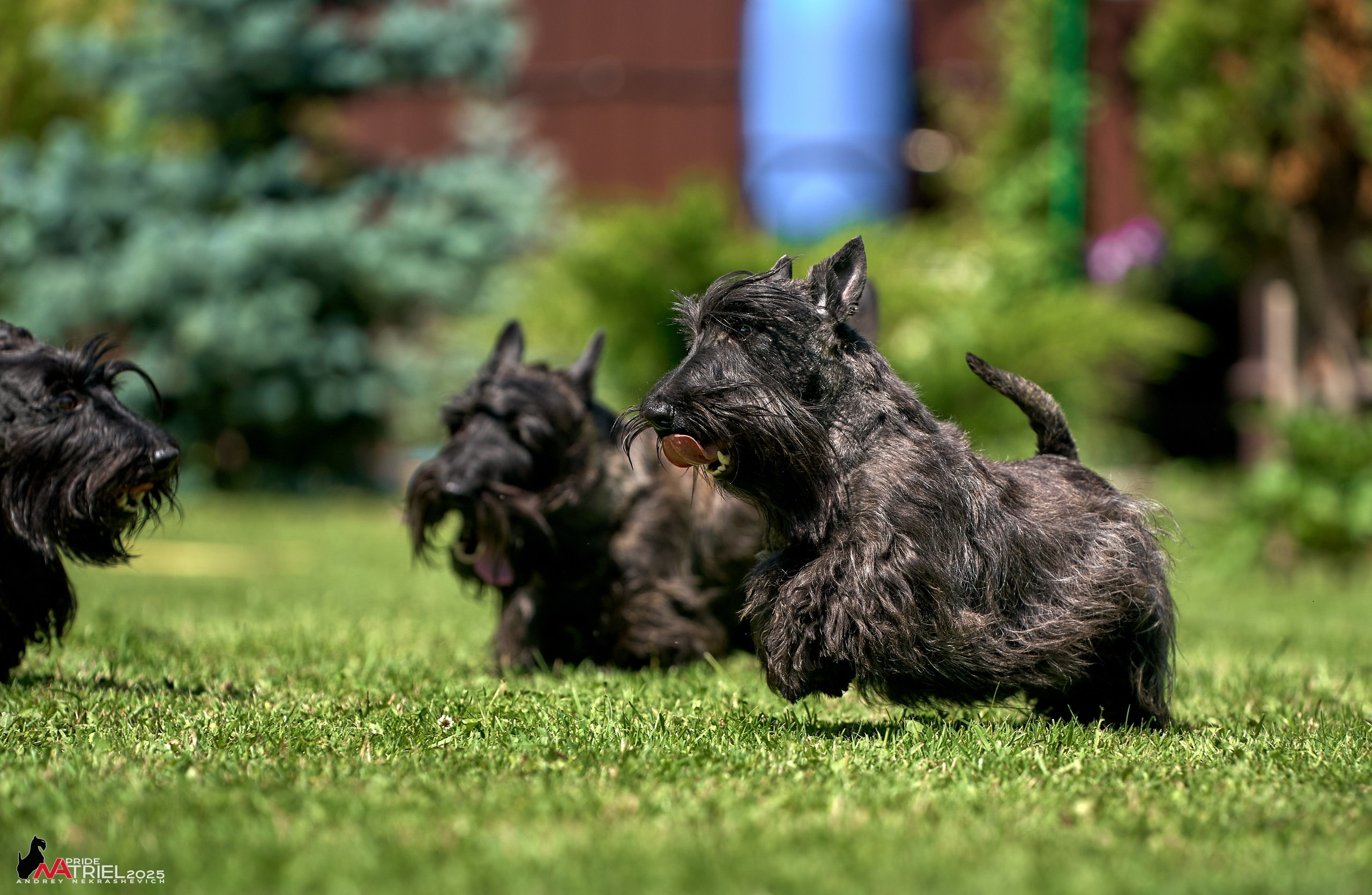 Алабаи и скотч-терьеры в питомнике у Ольги