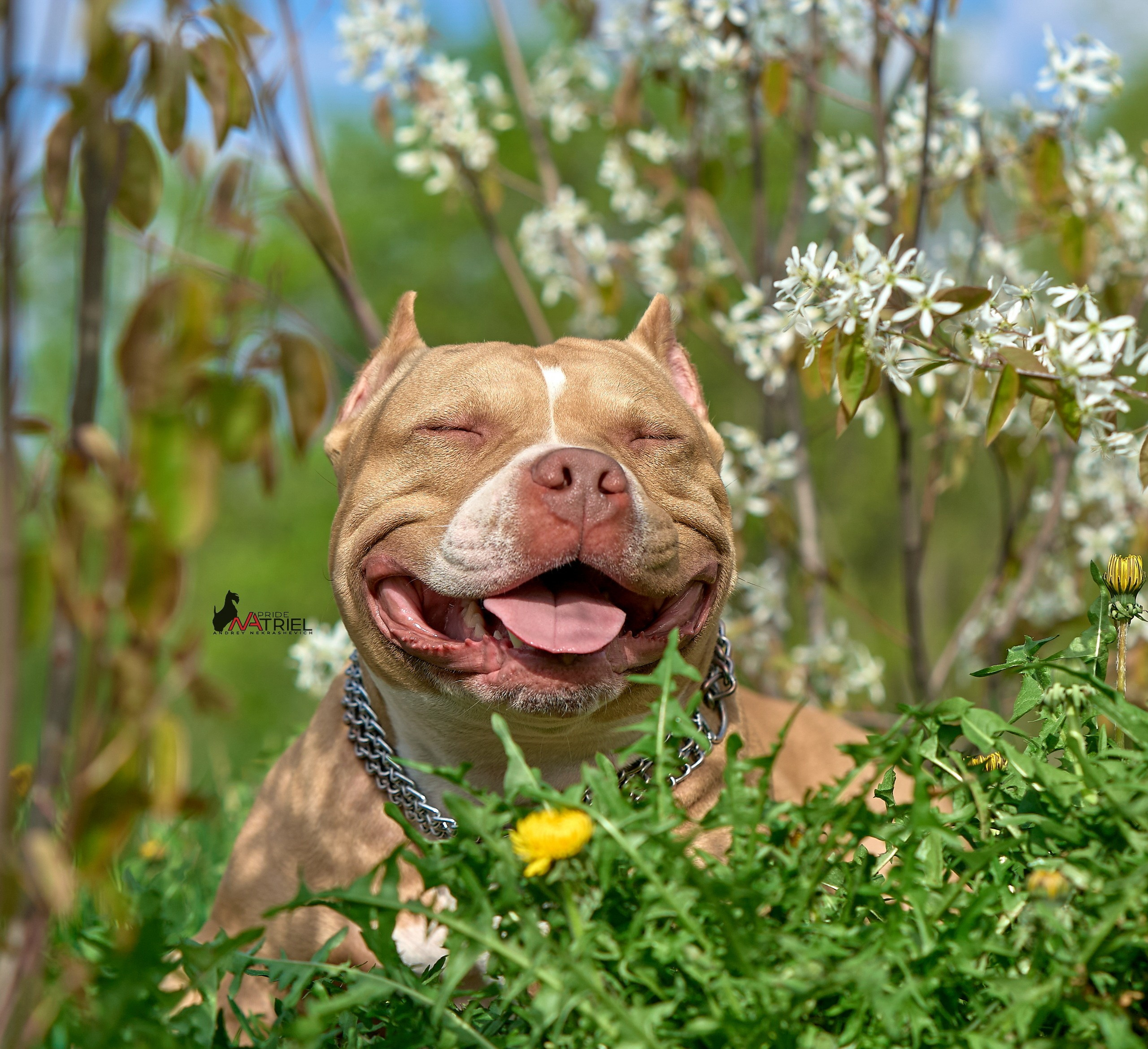 Портреты собак — галерея NATRIEL