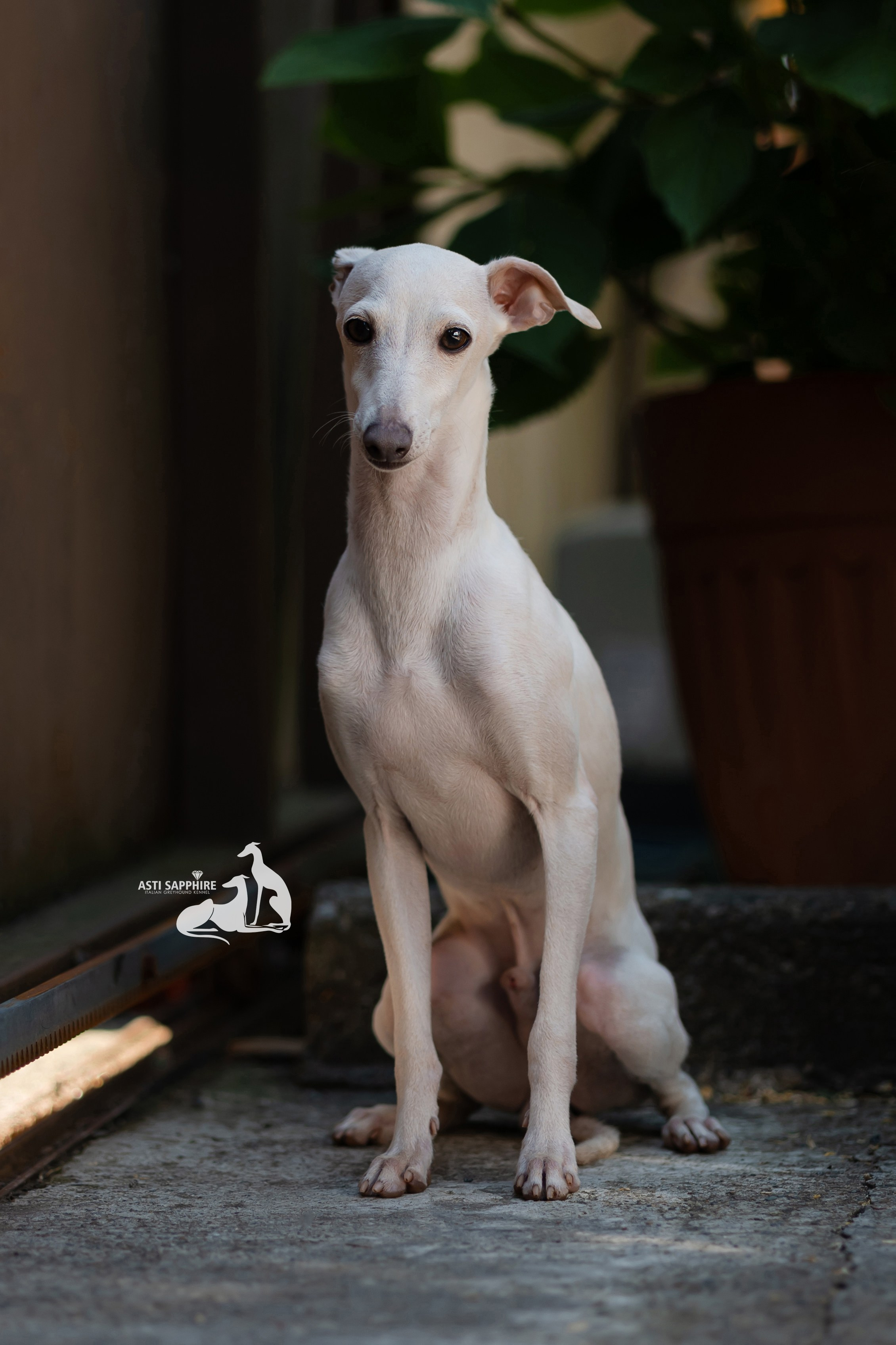 Asti Sapphire Zeus. Professional Italian Greyhound Kennel RKF/FCI ASTI SAPPHIRE 💎 Sochi|St. Petersburg