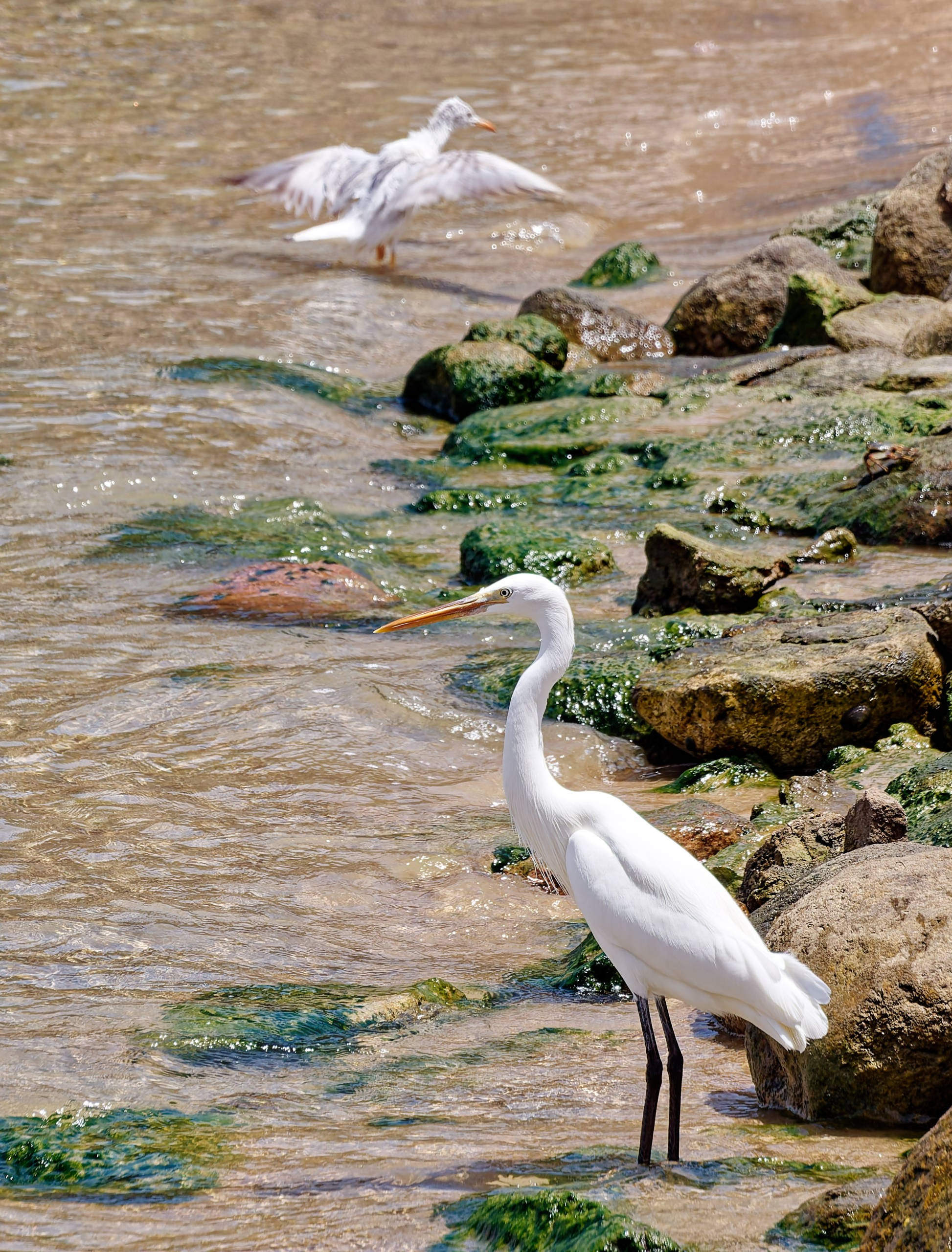 Шарм-эль-Шейх 2022 (2). Избранные фотографии