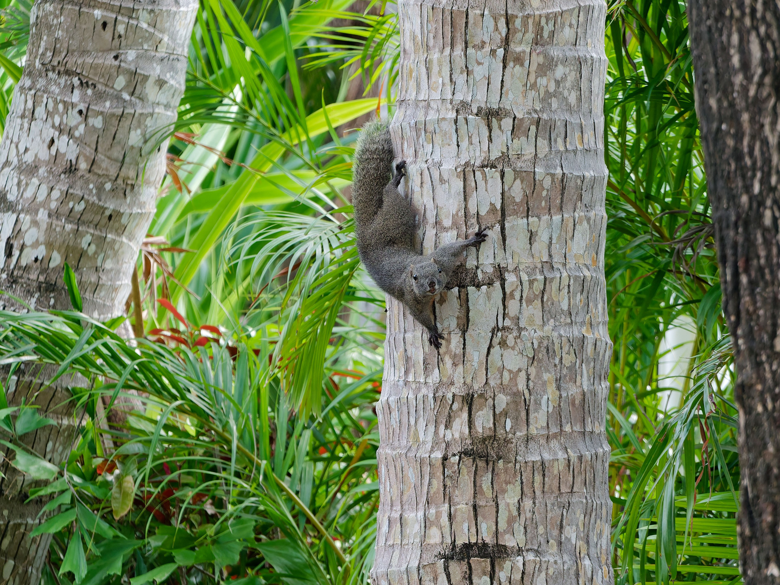 Хайнань 2026, отель «Stony Brook Villa Jianguo Resort Sanya 4*». Фотопрогулки по Миру