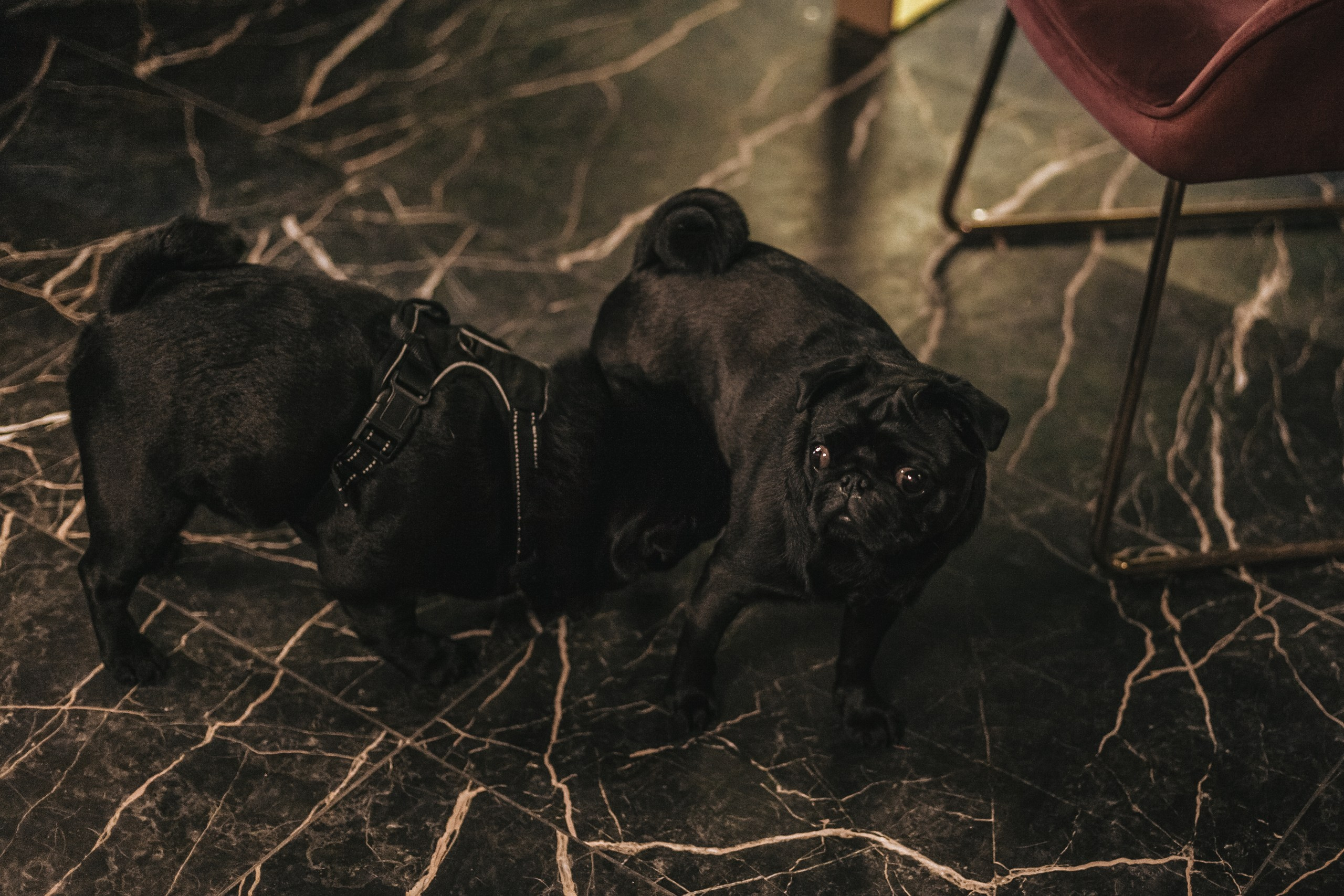 Мопсовстреча 02.12.2023. Фотограф-анималист Татьяна Степанова