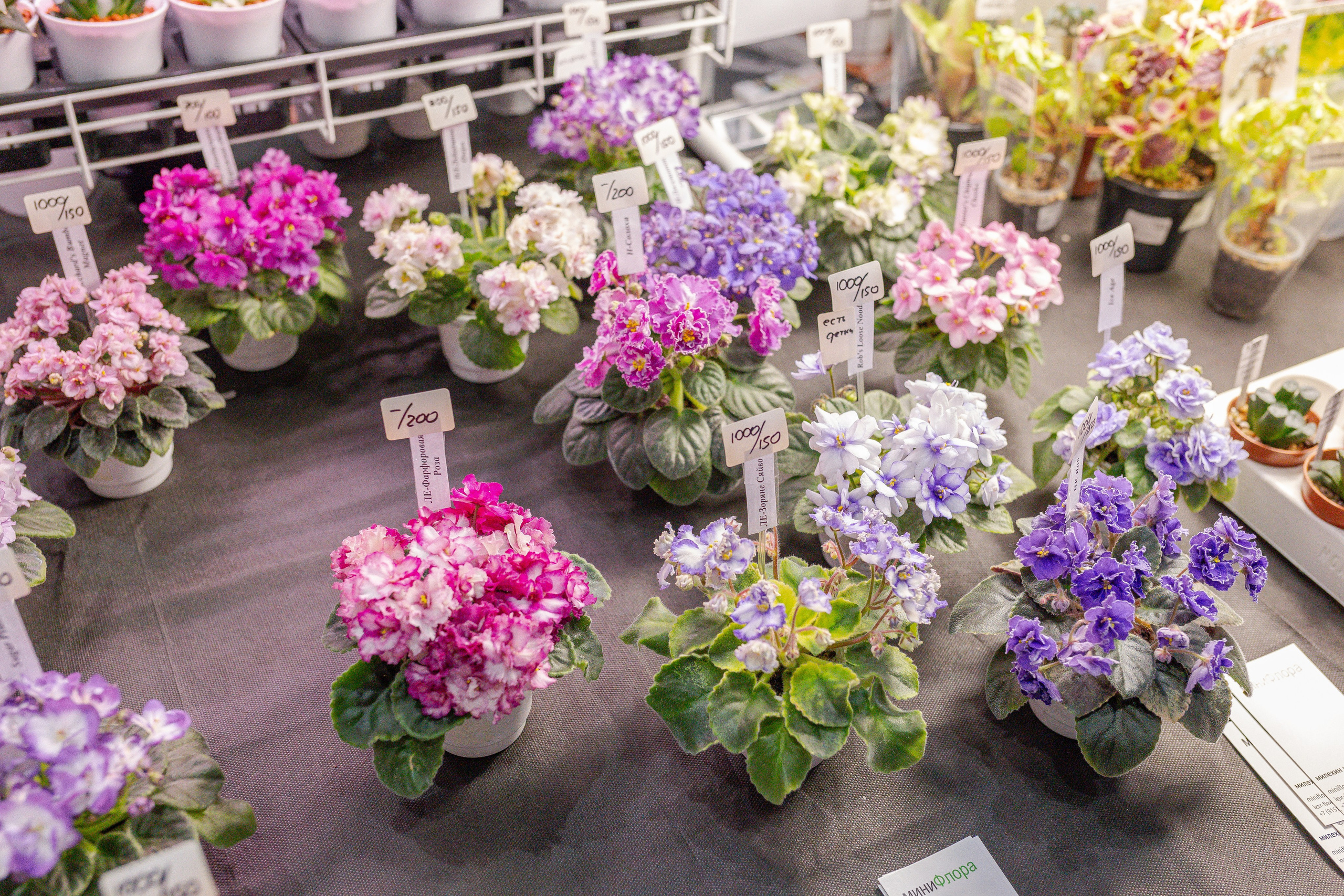 Орхидиум 12.2025. Александра Куликова фотограф, Москва