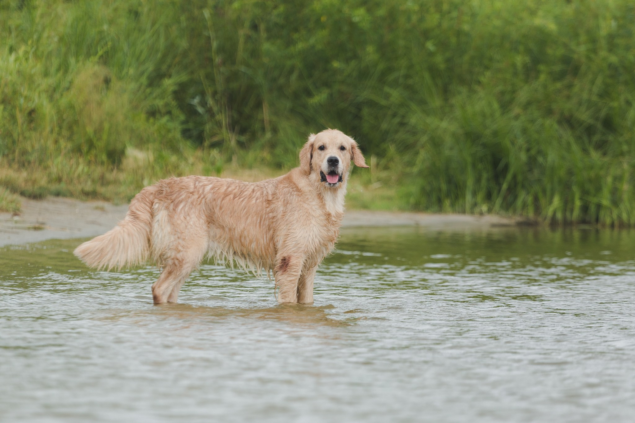 Тея. Питомник Грааль Гардарика