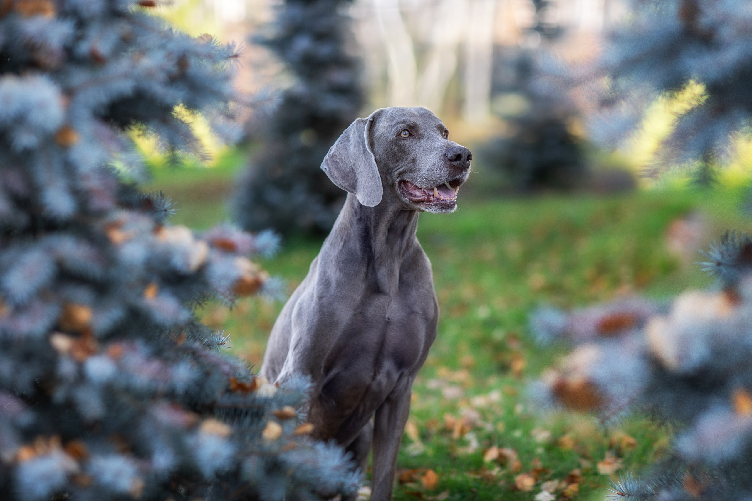 Фотограф для Вашей собаки