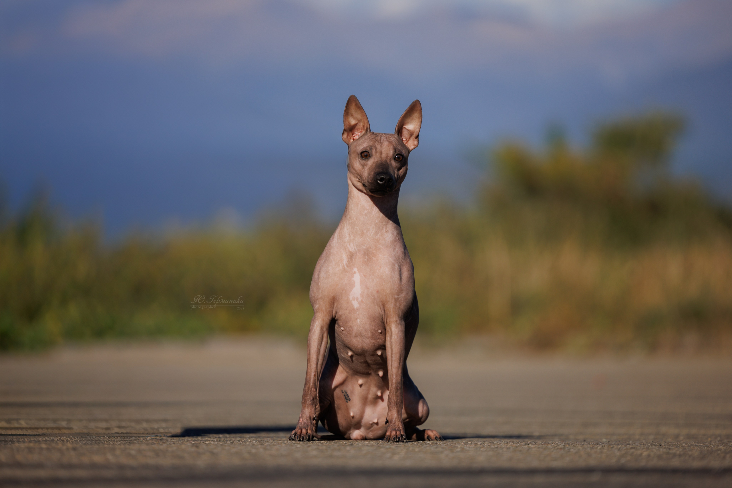 Телави 11-12.10.2025. Фотограф-анималист Юлия Германика