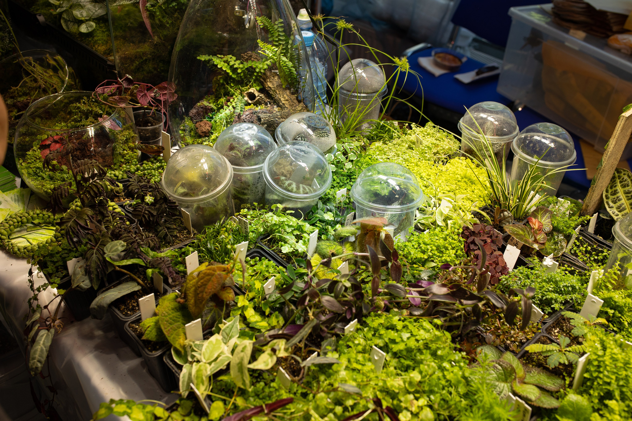 Орхидиум июнь 2024. Александра Куликова фотограф, Москва