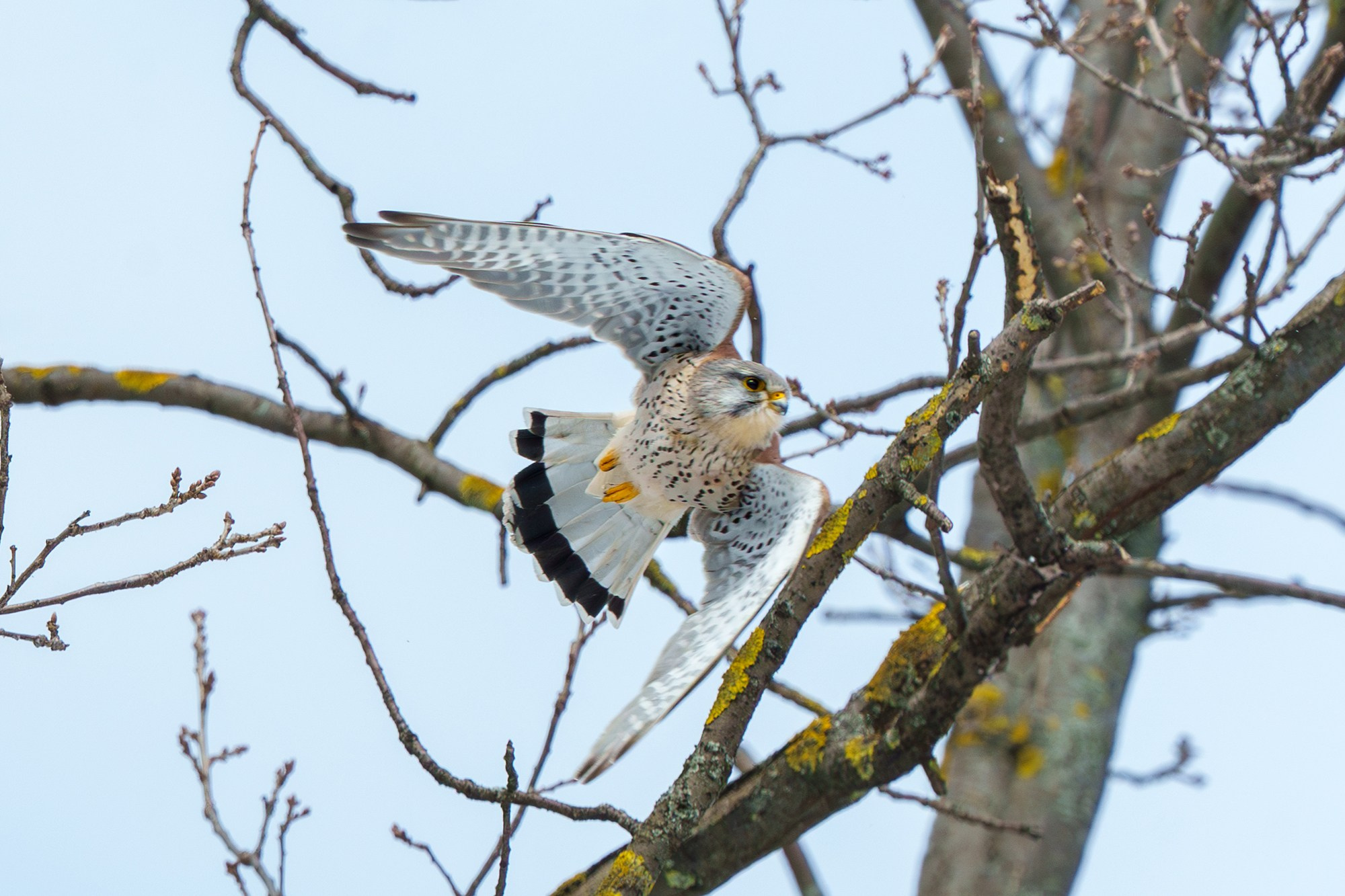 Удивительные мир птиц. Вокруг нас столько прекрасного — присмотритесь!. Ваш личный фотограф Марина Волкова