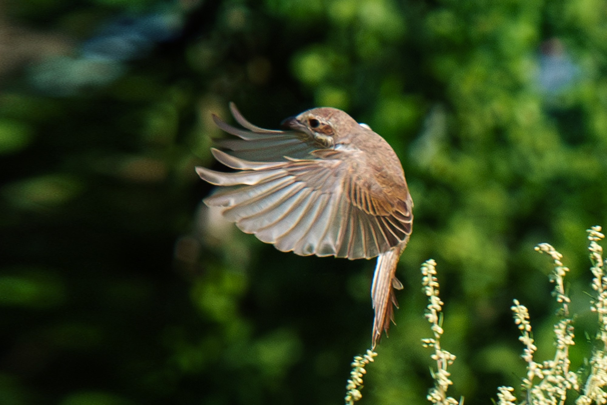 Удивительные мир птиц. Вокруг нас столько прекрасного — присмотритесь!. Ваш личный фотограф Марина Волкова
