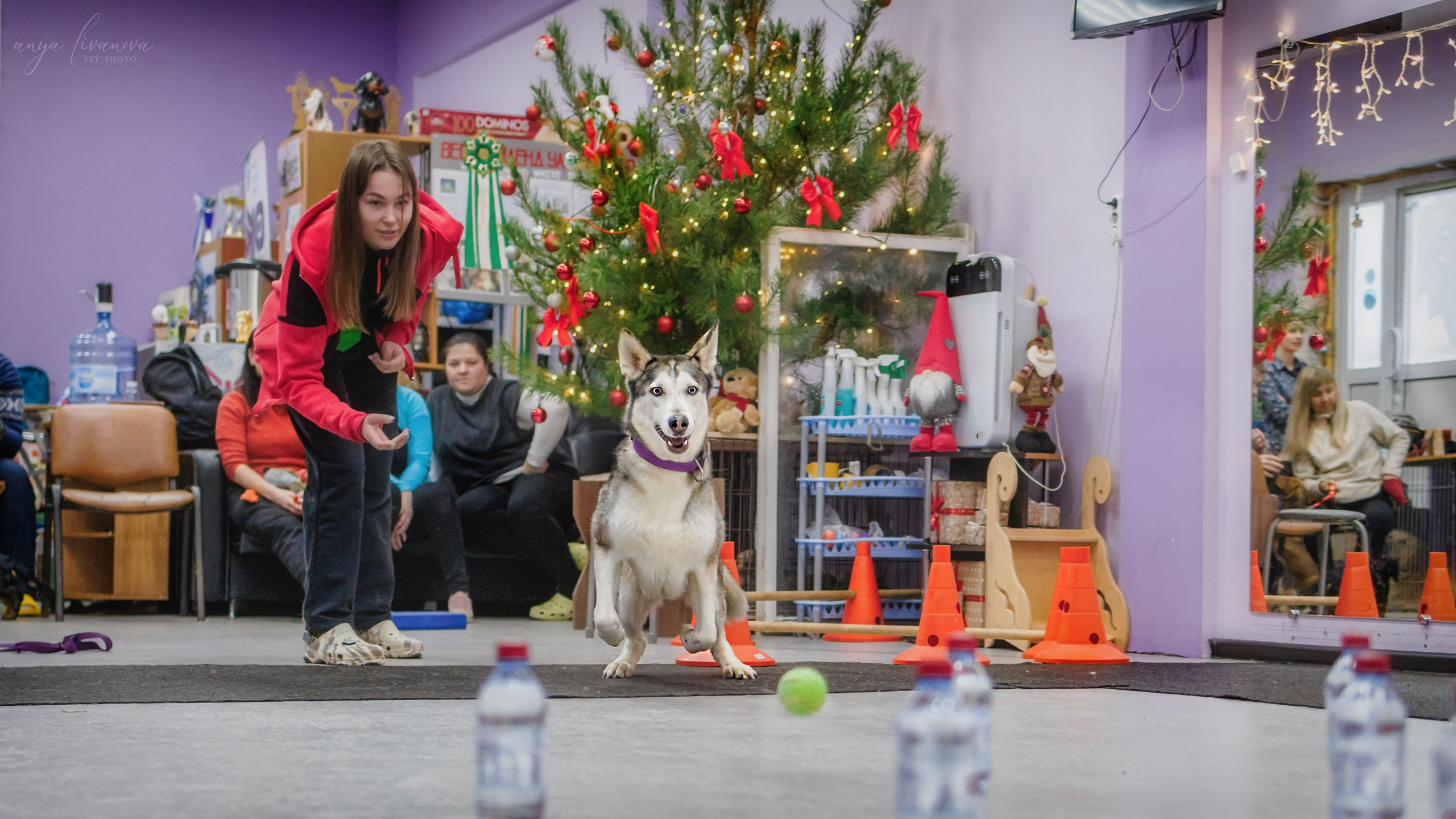 НГ конкурсы в «Simply the Best». Фотограф анималист Аня Ливанова | Рыбинск