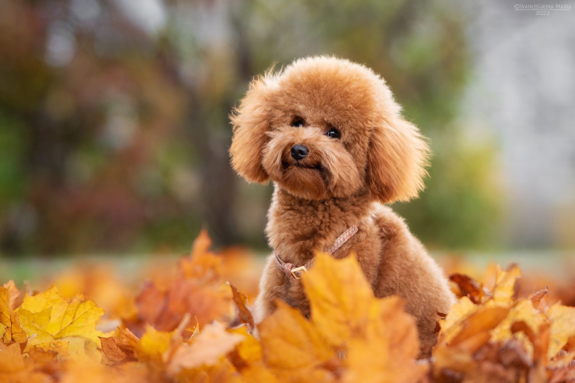 красный пудель