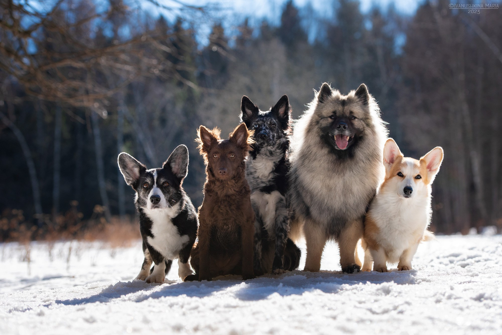 Фотограф-анималист. Фотограф собак в Москве и Московской области Иванушкина Мария