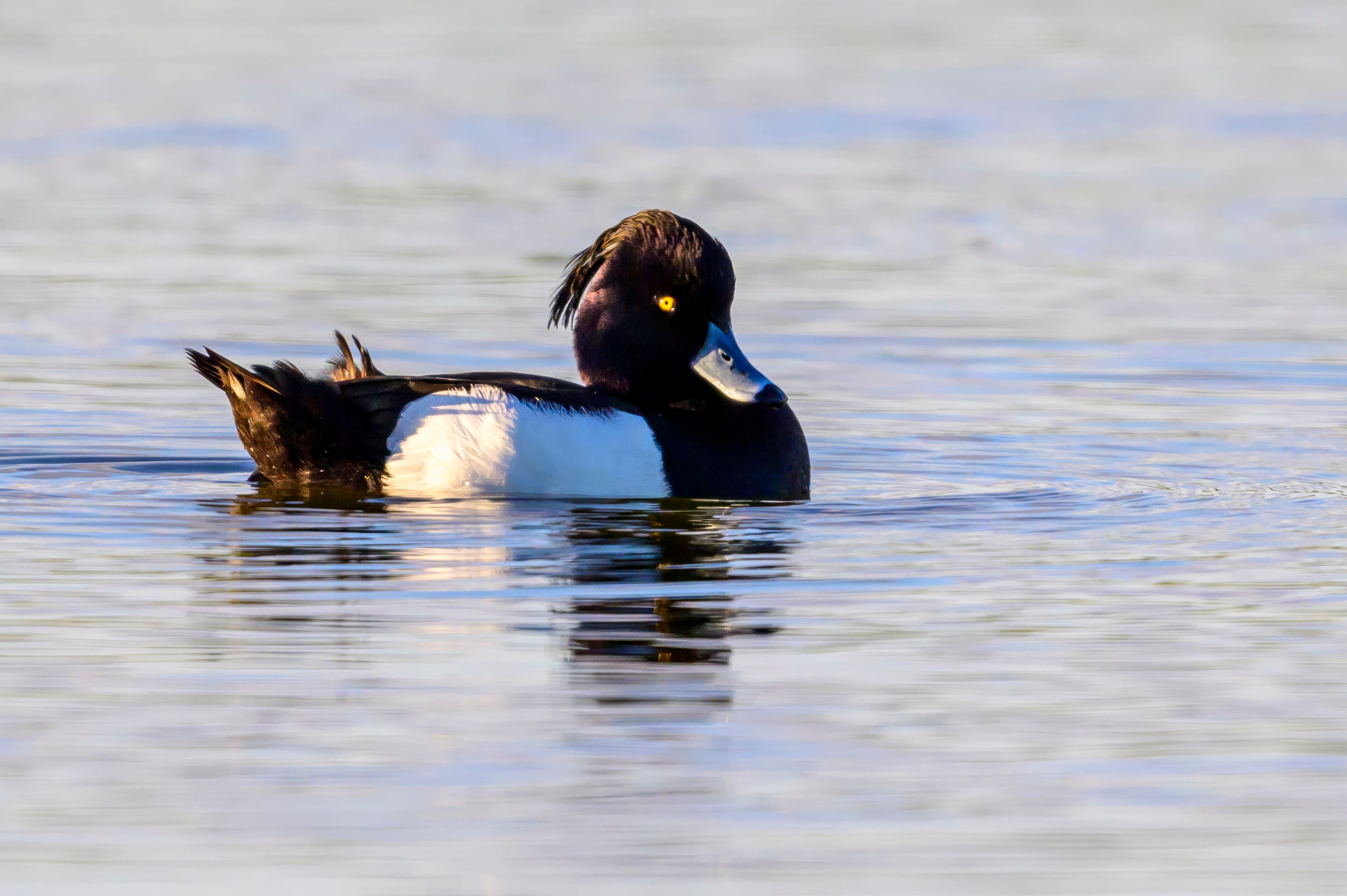 На прудах. Wildlife photography by Sergey Puponin
