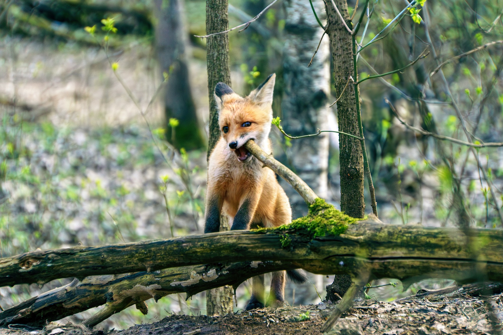 Животные. Ваш личный фотограф Марина Волкова