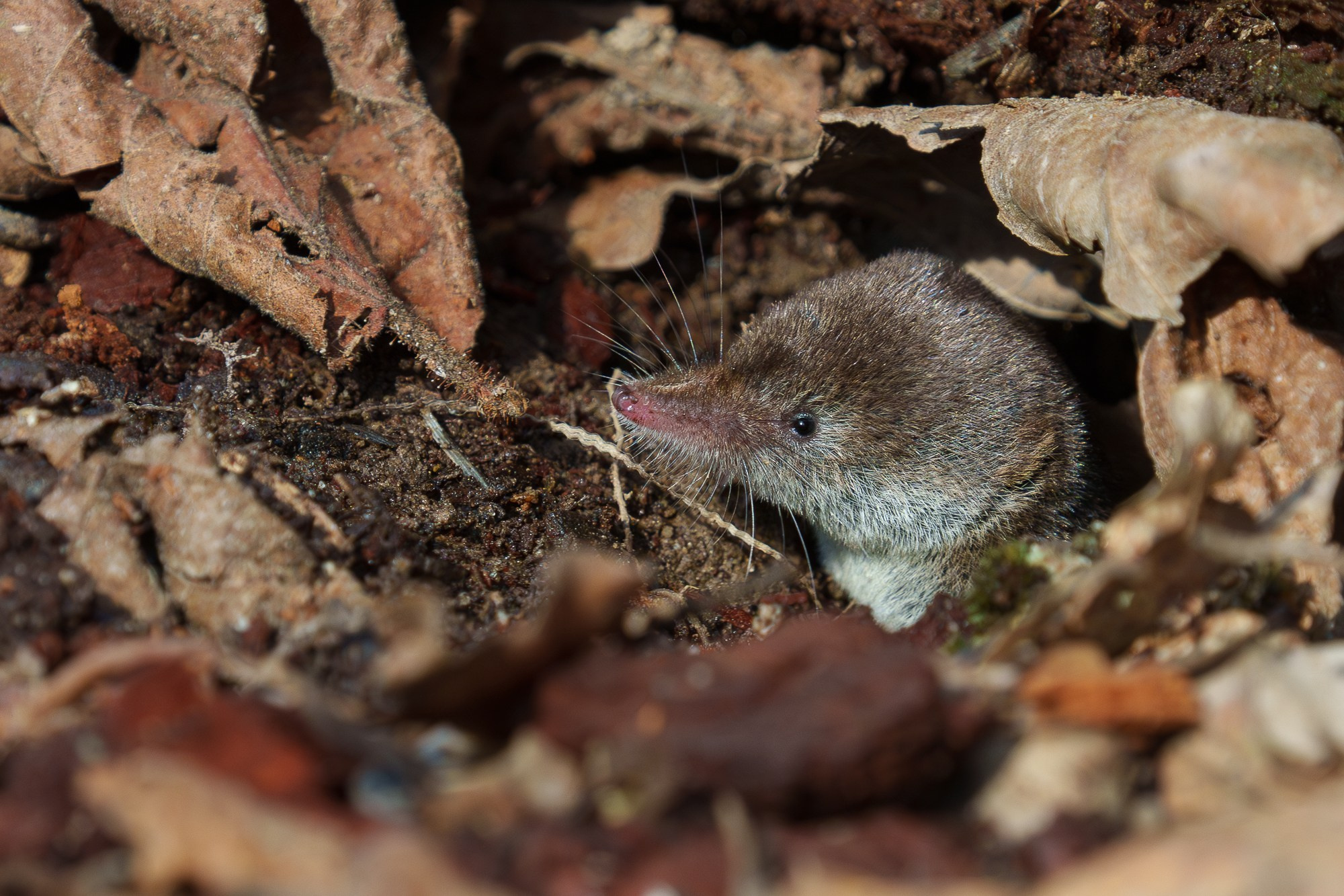 Животные. Ваш личный фотограф Марина Волкова
