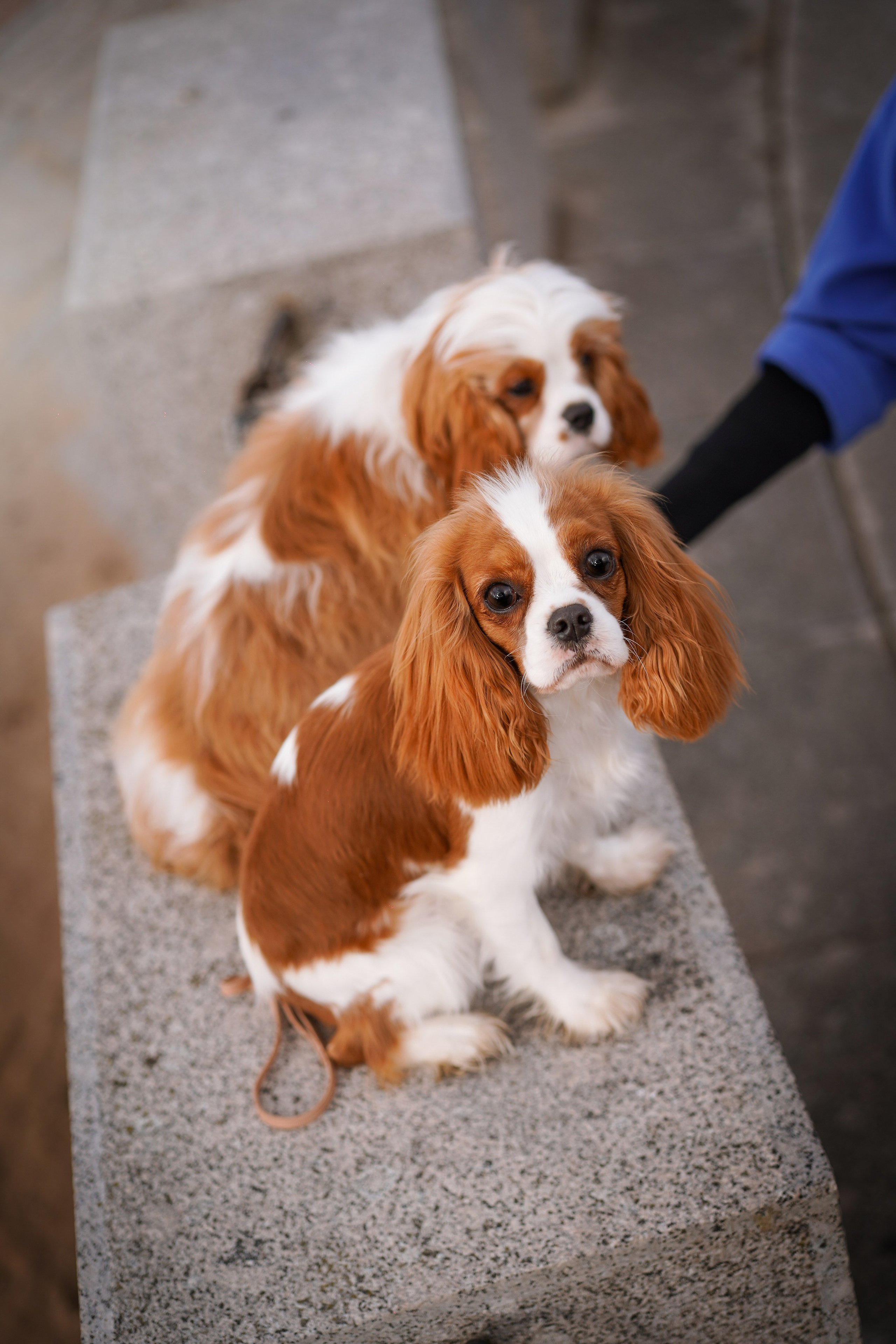 Катя Валера Саша и кавалерчики. Фотограф-анималист в Санкт-Петербурге Яна Мартынова