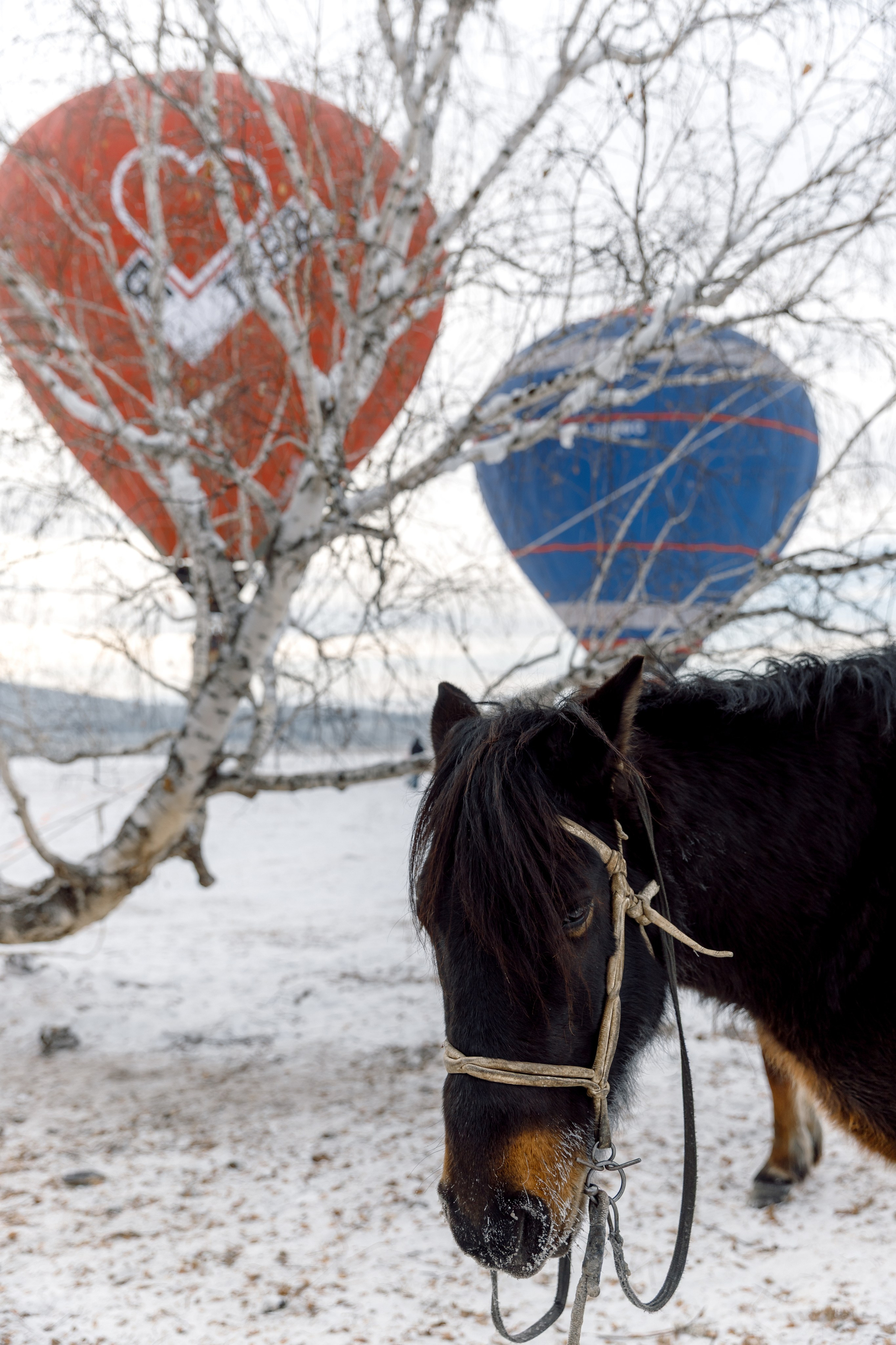 ЯБЛОКИ НА СНЕГУ. Свадебный фотограф Иркутск, репортажный фотограф Иркутск