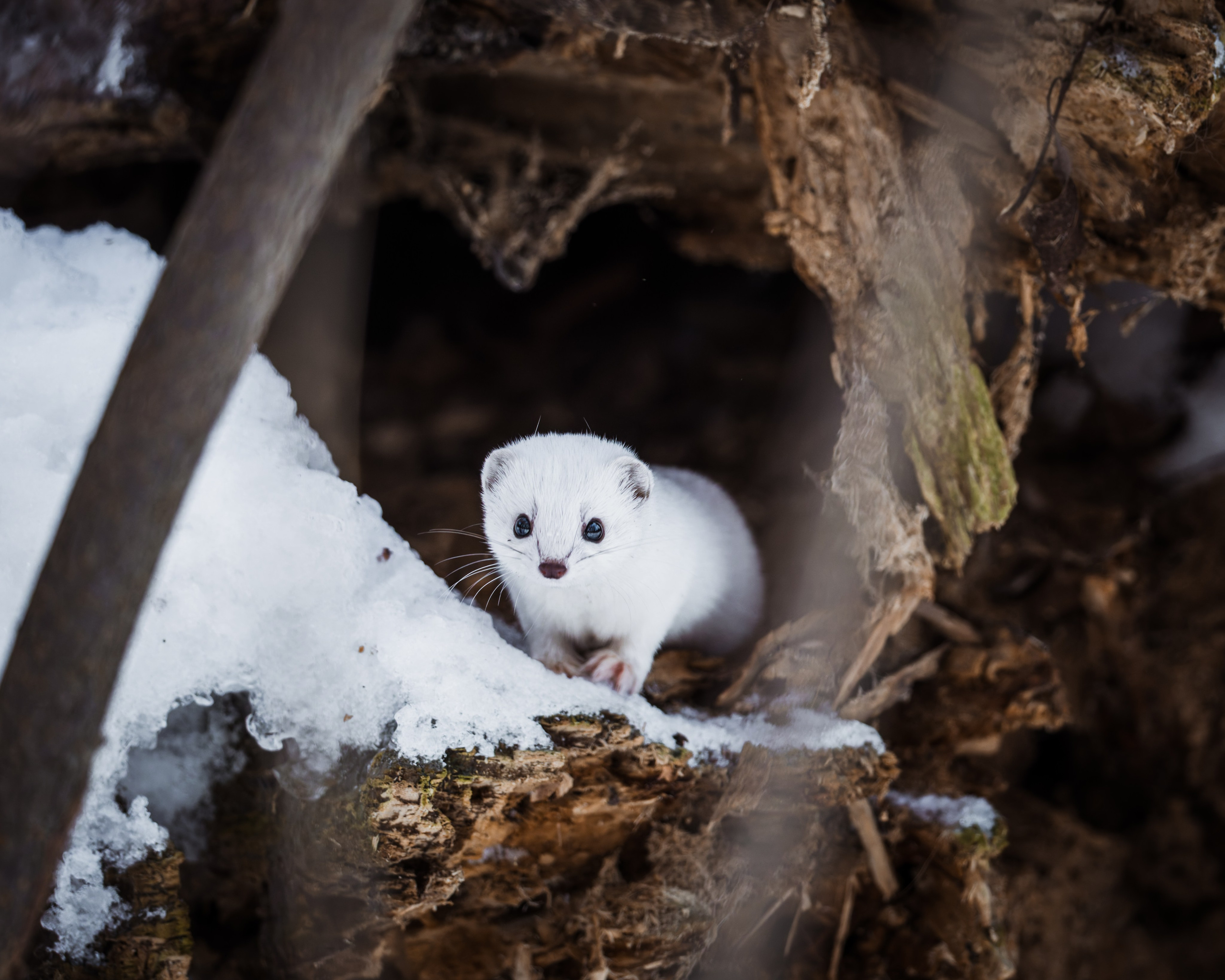 Voronezh 2026. Anton Chernov | Wildlife photographer
