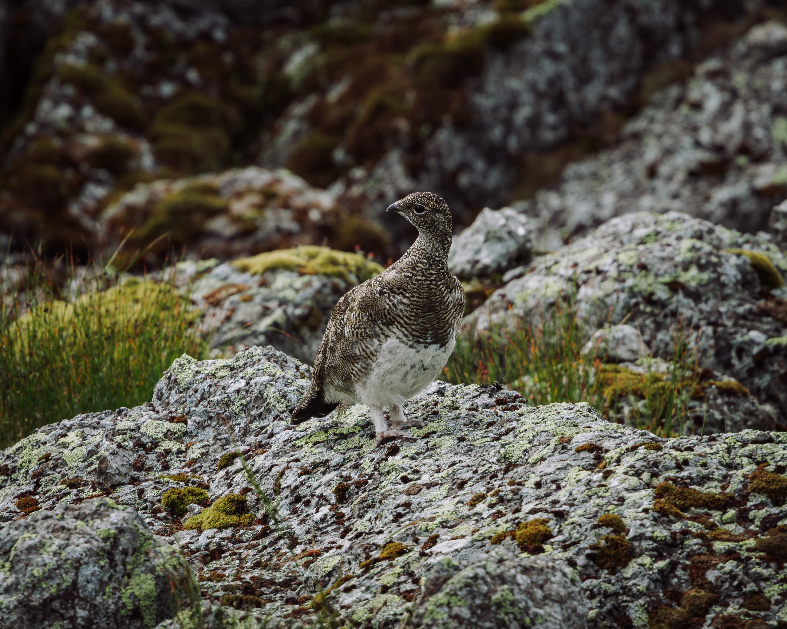 Khibinu 2025. Anton Chernov | Wildlife photographer