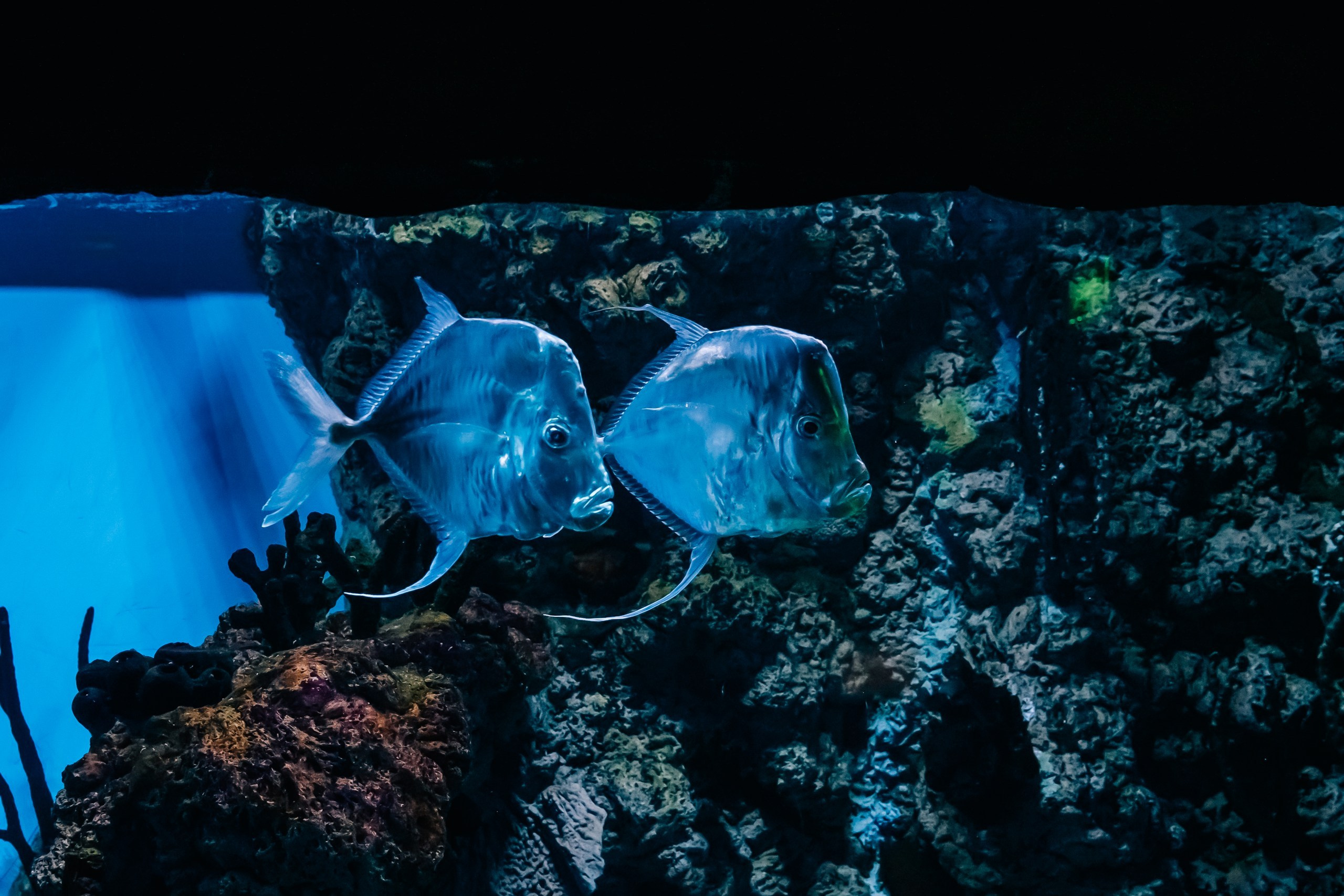 Стасу 8 лет!. Семейный фотограф в Москве Ирина Жур