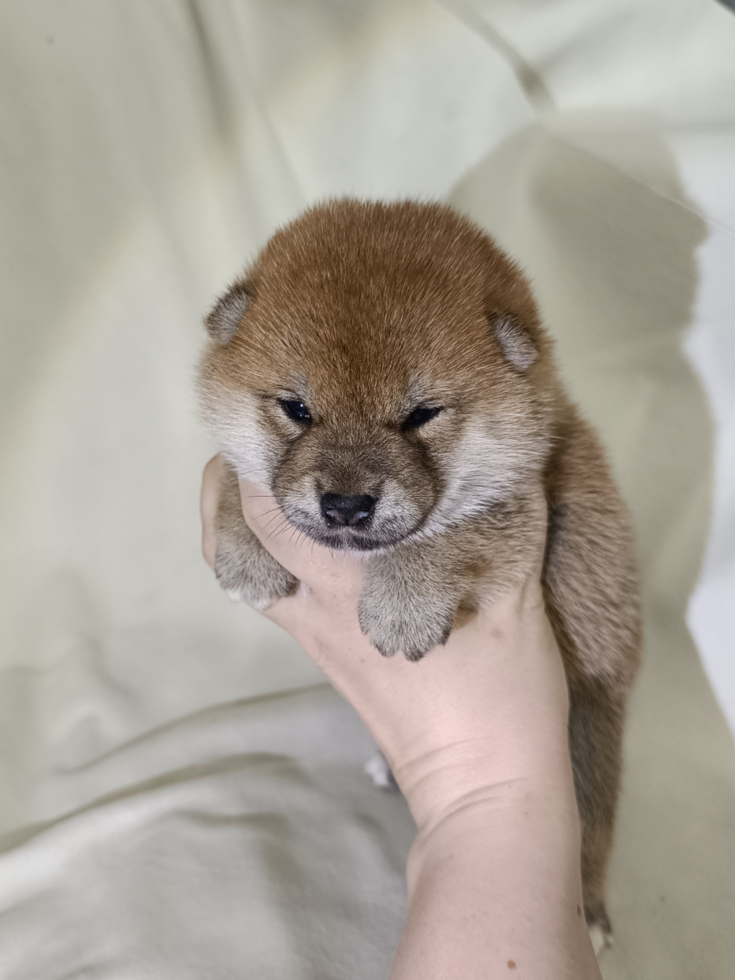 сиба питомник Рубилайт щенки на продажу rubylight  сиба щенки купить СПб Санкт-Петербург 