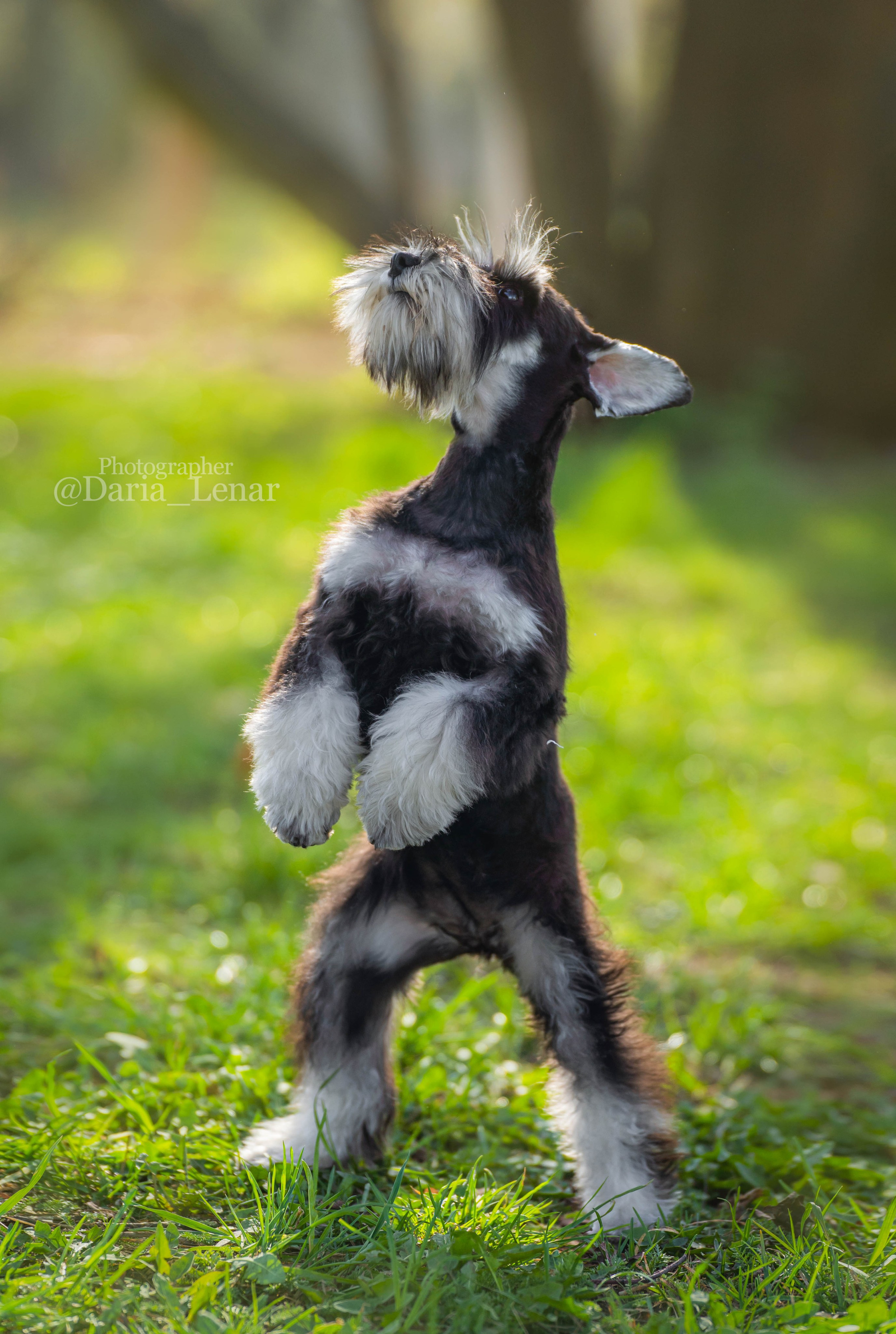 Выставки собак. Фотограф в Москве Ленарская Дарья