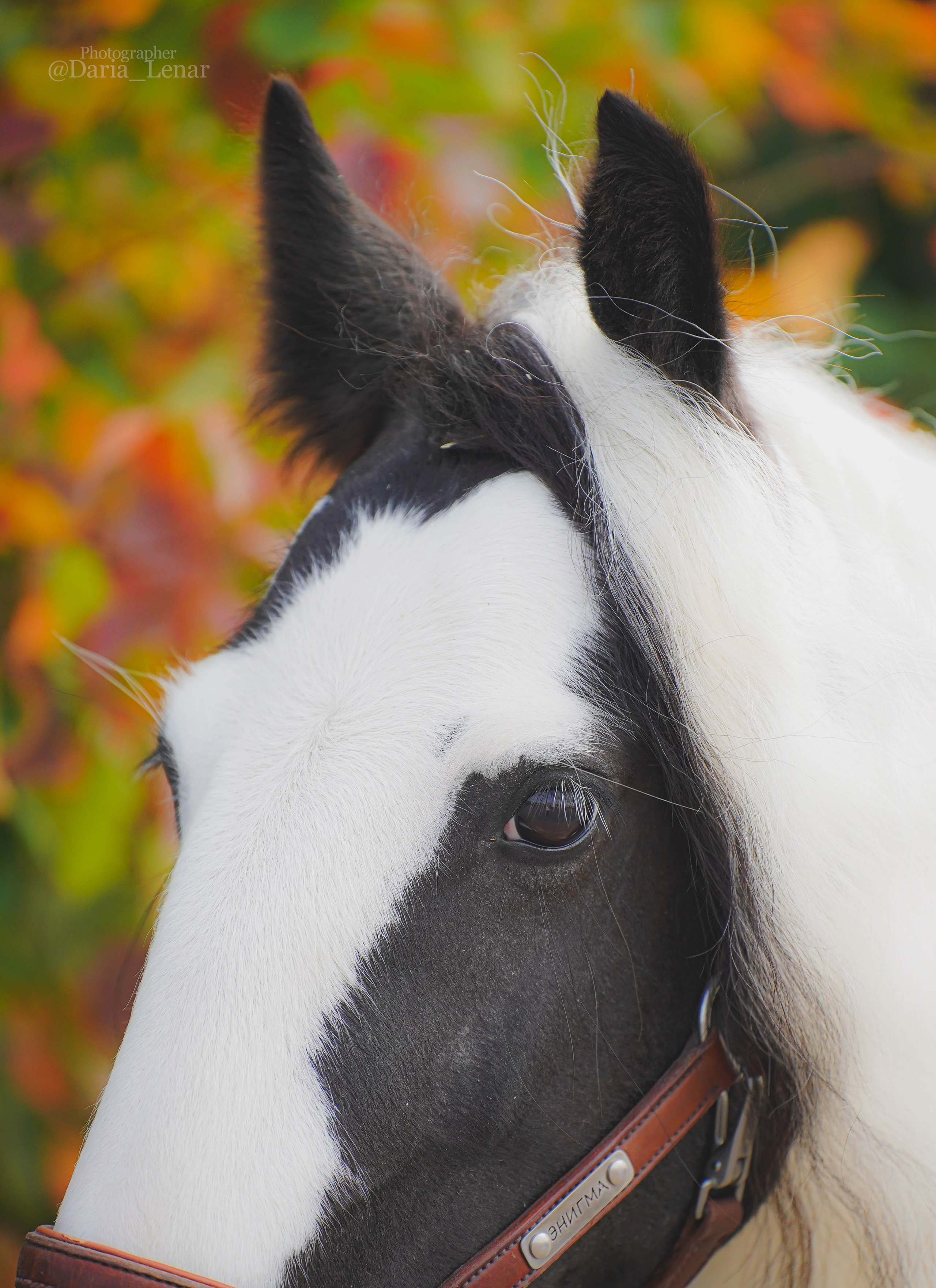 Экстерьер и спорт. Фотограф в Москве Ленарская Дарья