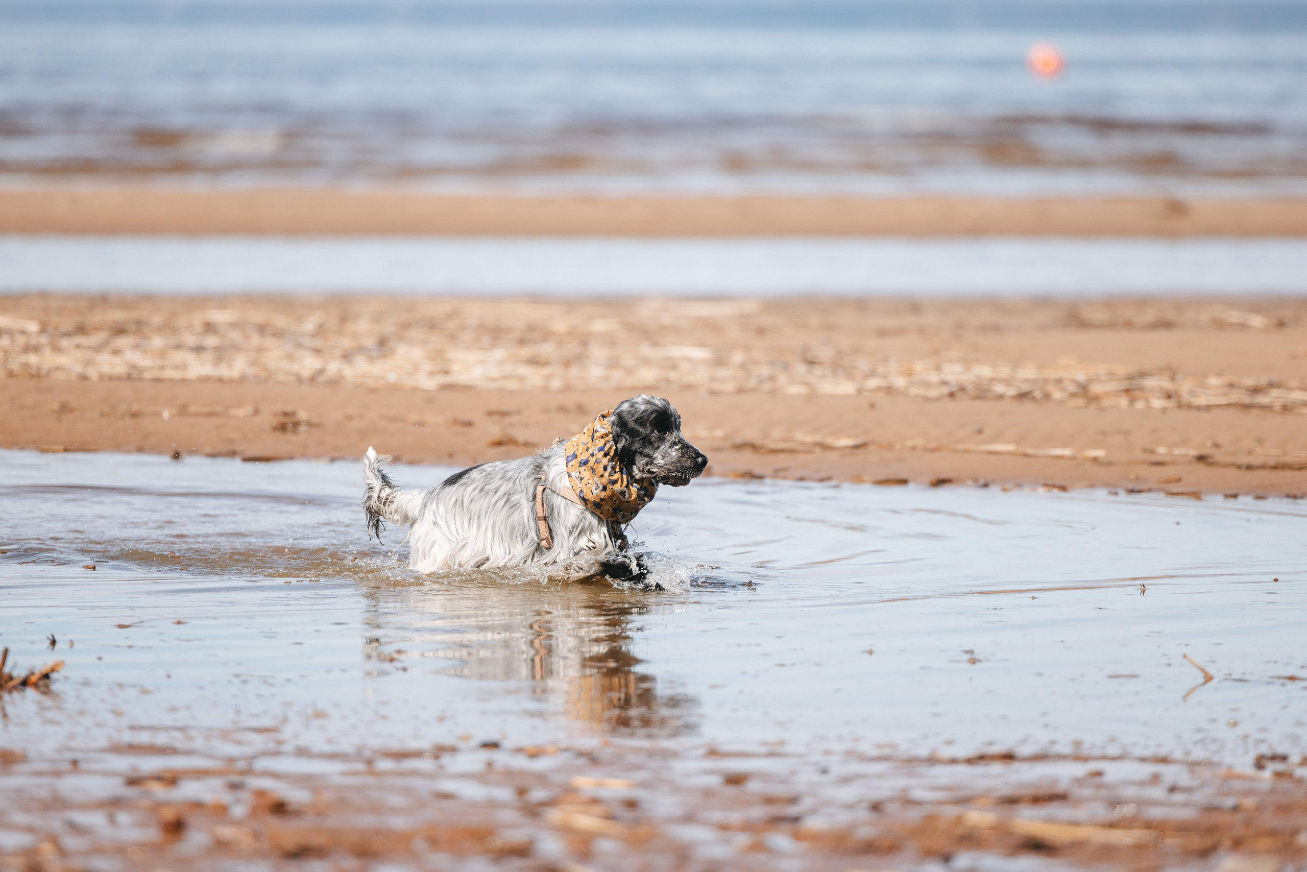 Спанимания. Фотограф анималист Осипчикова Мария