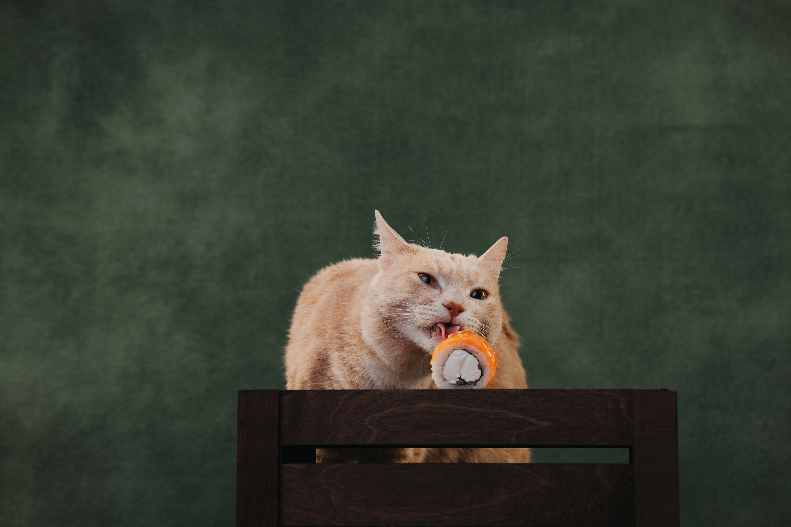 Коты Сет и Квентин. Фотограф анималист Осипчикова Мария
