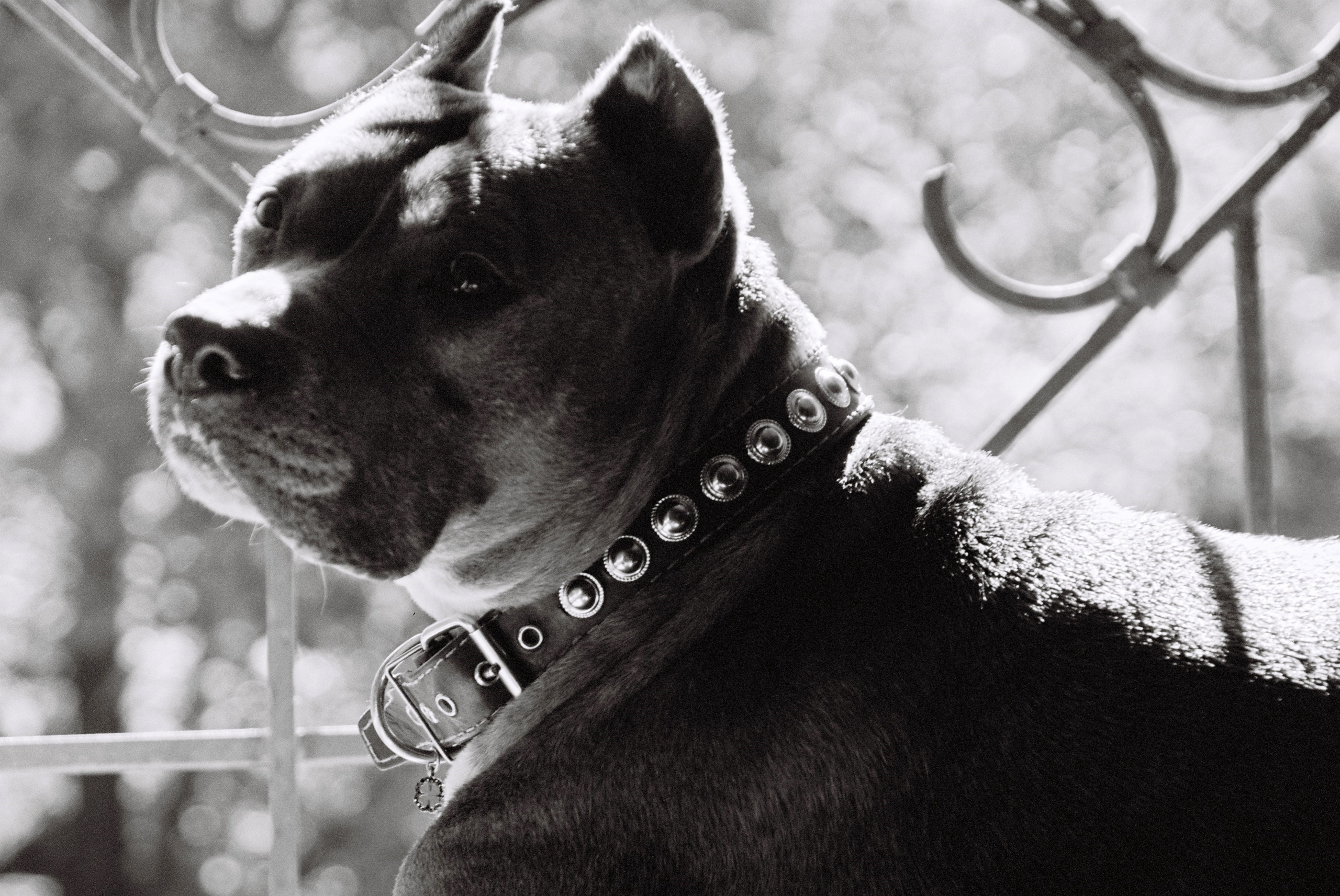 Film. Ruslan UI Dev Page