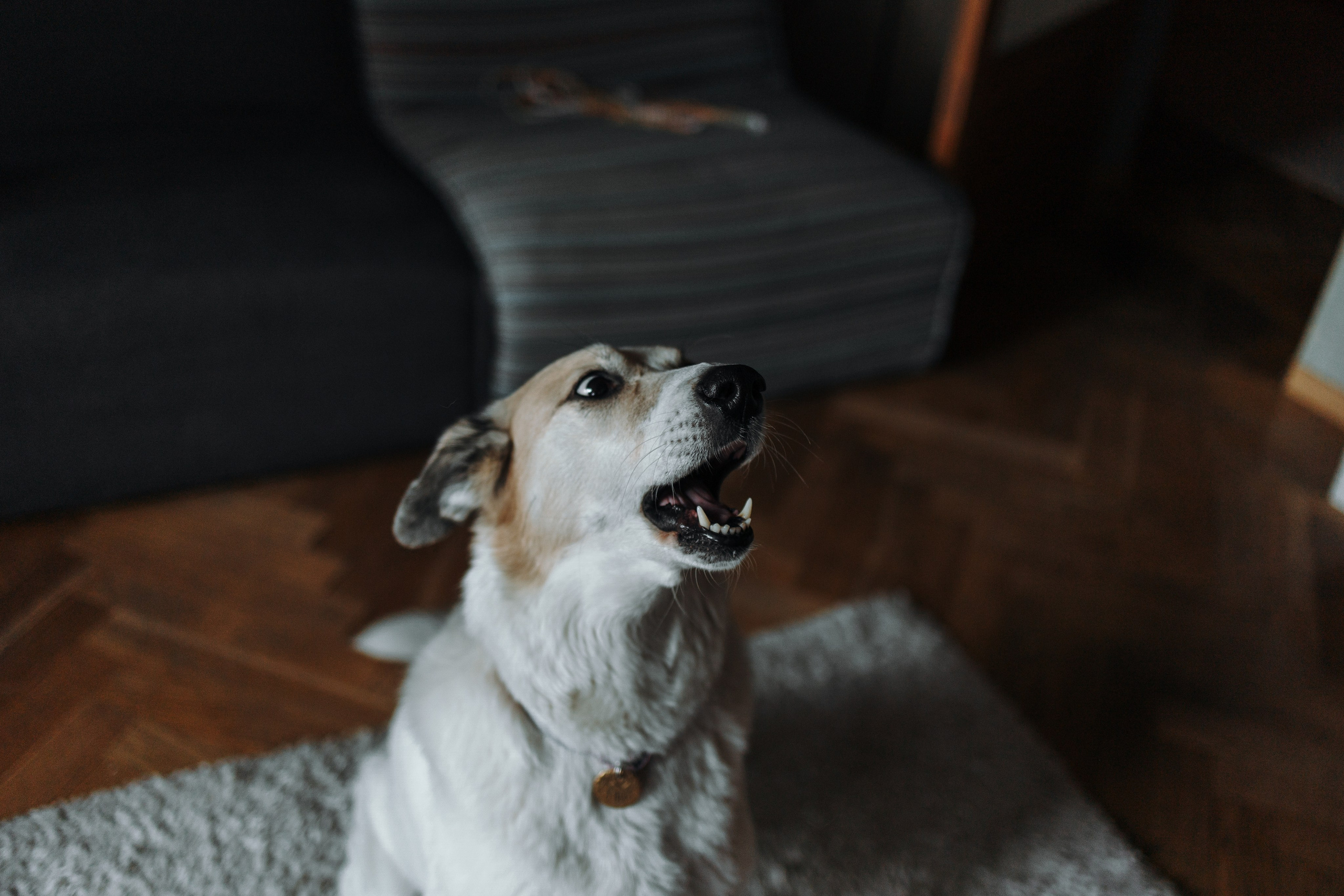 Саша и ее хвосты. Фотограф — Анималист | Санкт-Петербург