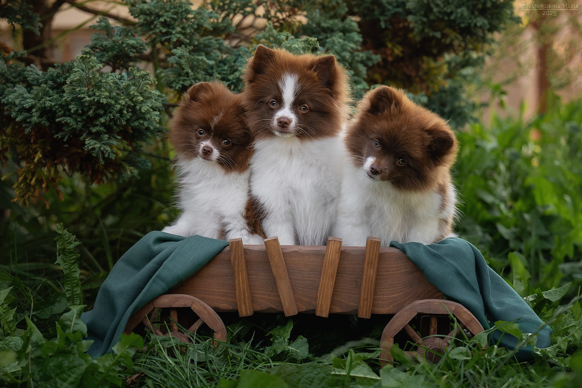 Фотосессия щенков на продажу. Фотограф собак в Москве и Московской области Иванушкина Мария