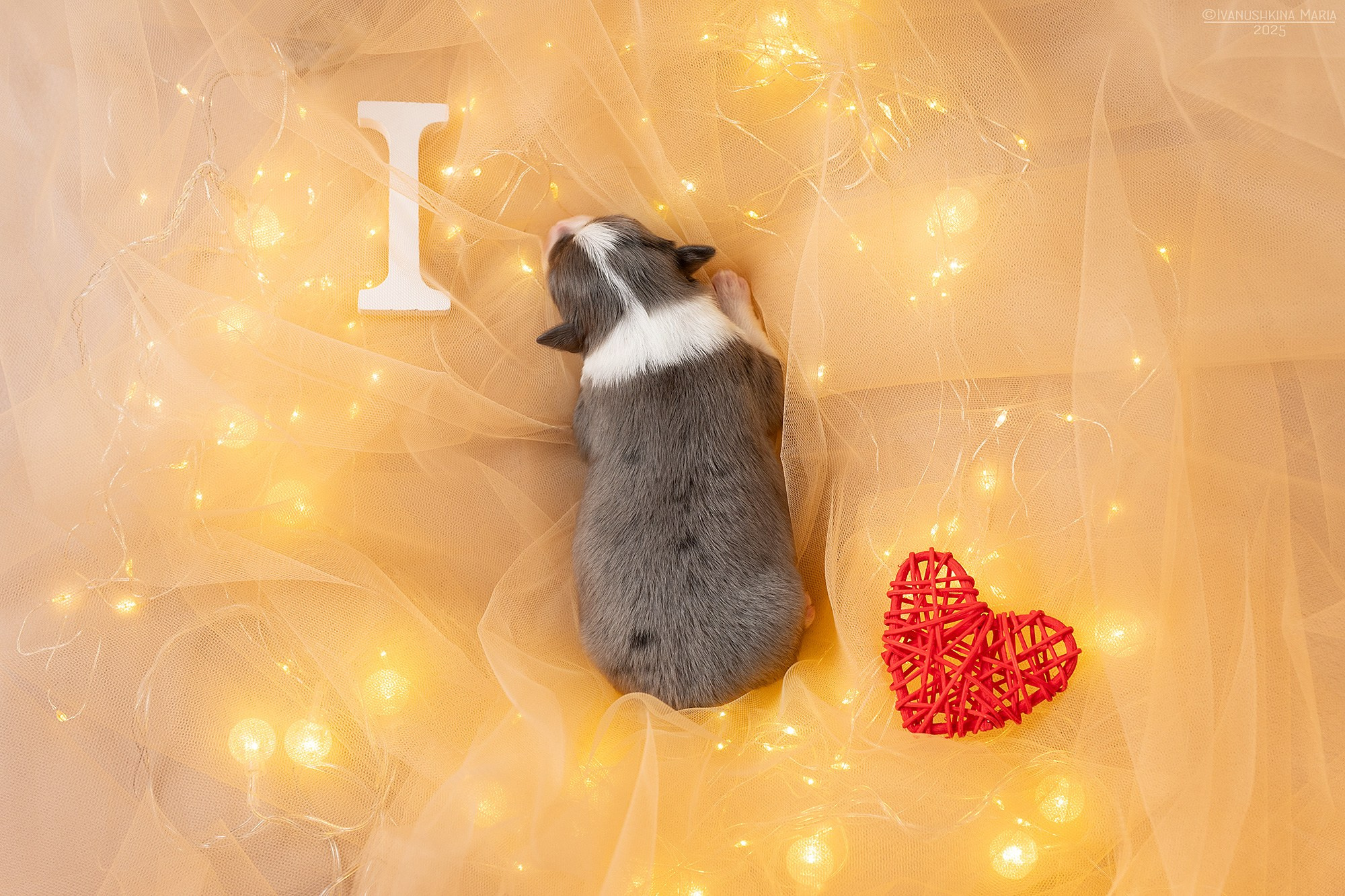 Ньюборн фотосессия щенков. Фотограф собак в Москве и Московской области Иванушкина Мария