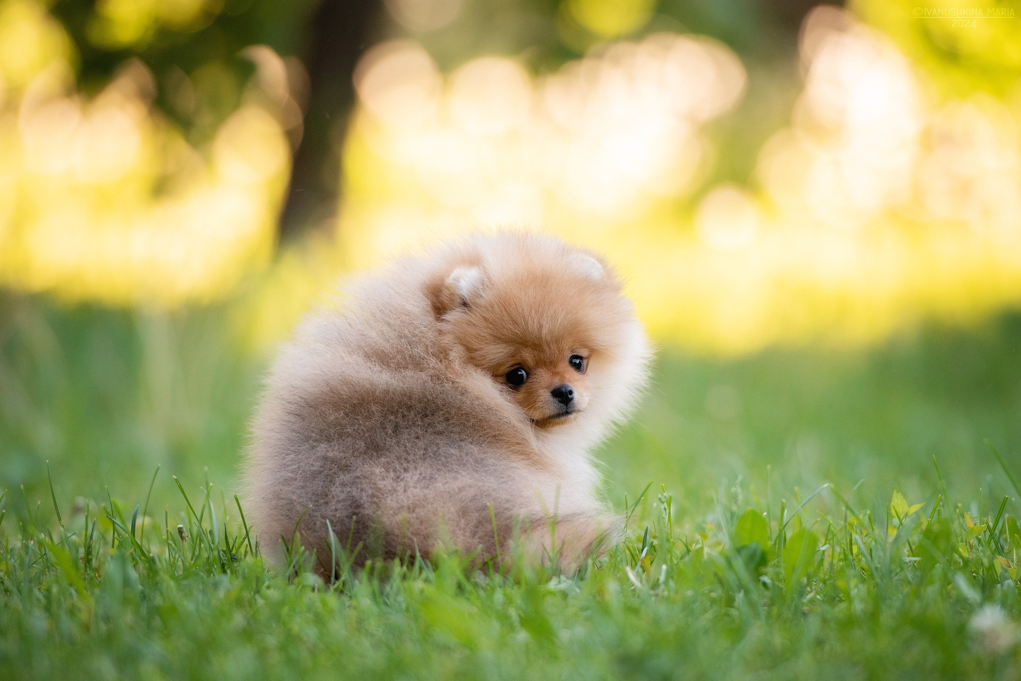 Фотосессия щенков на продажу. Фотограф собак в Москве и Московской области Иванушкина Мария