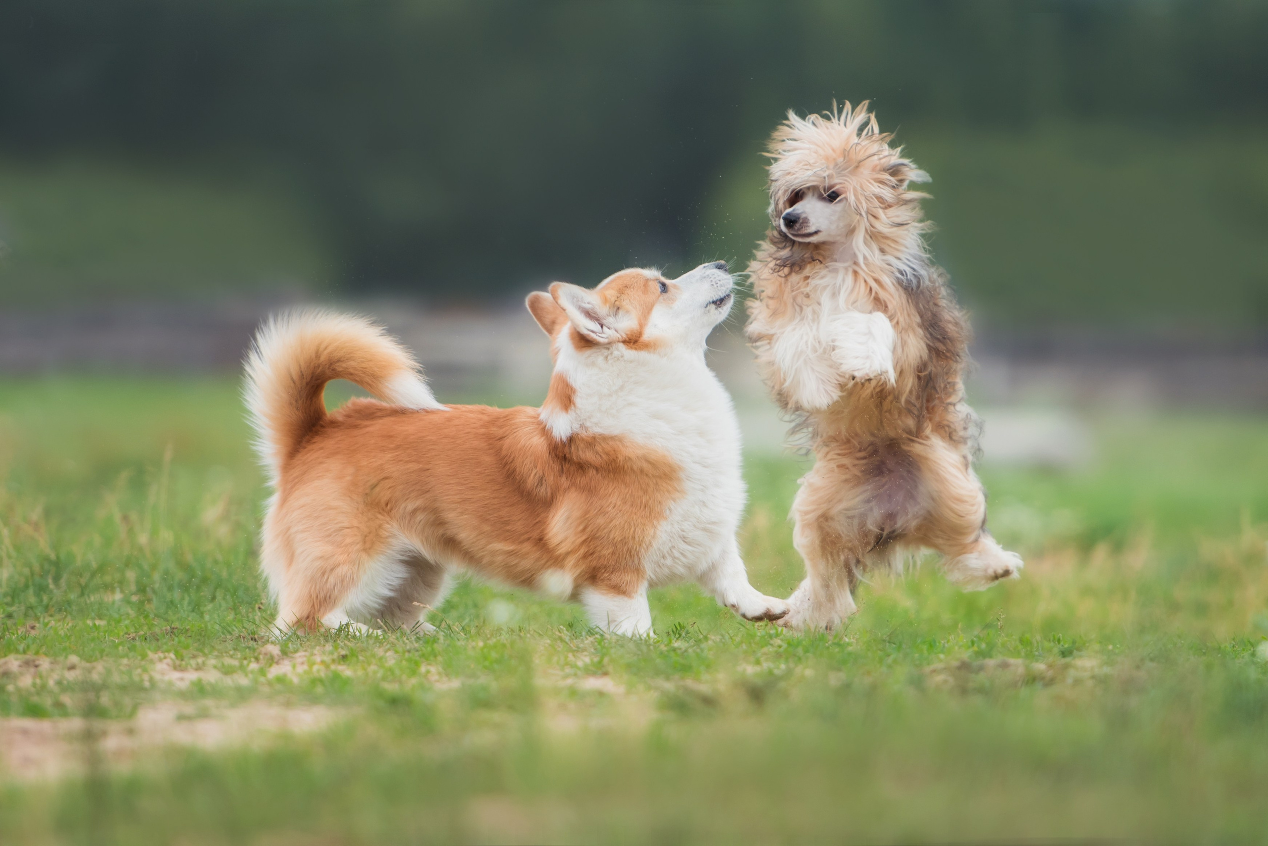 Фотограф-анималист. Фотограф собак в Москве и Московской области Иванушкина Мария