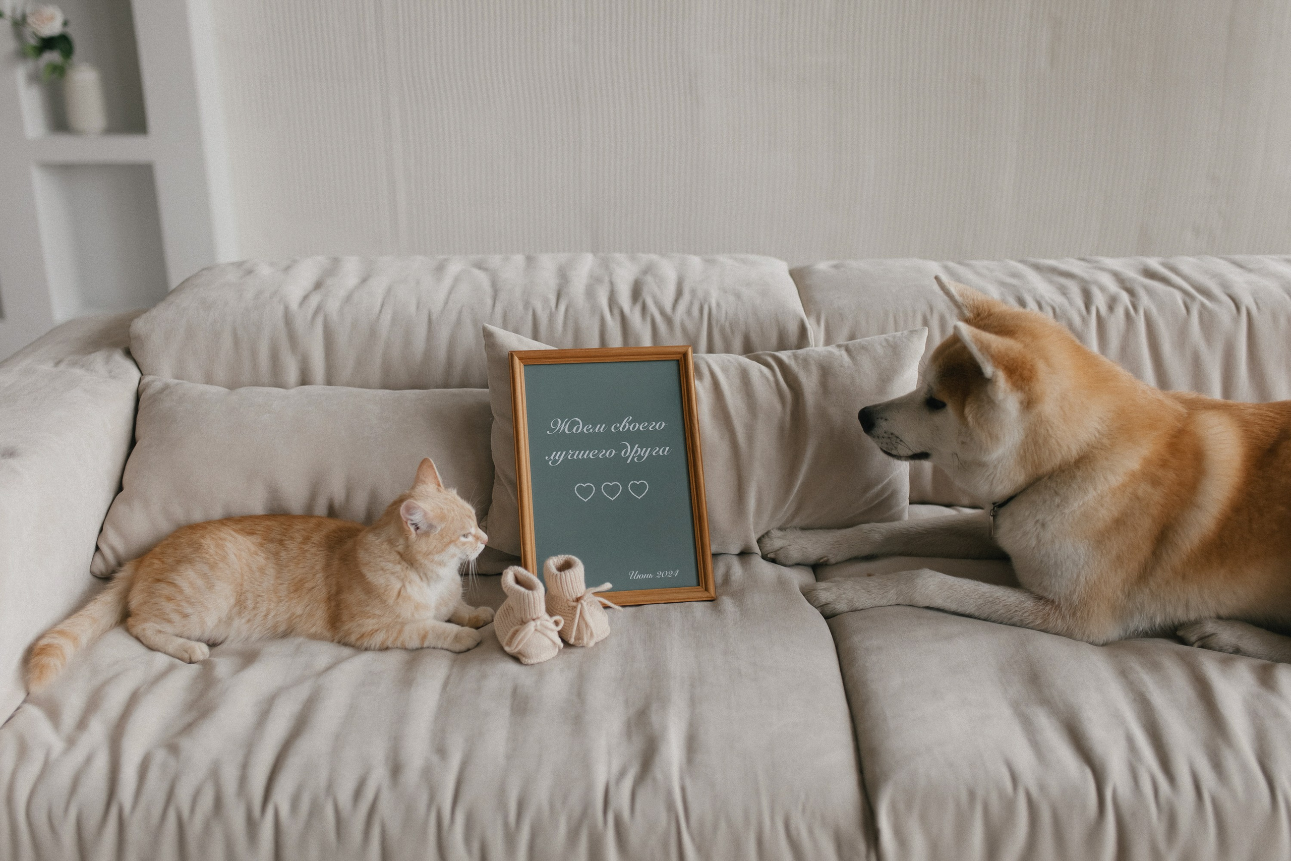 «ЖДЕМ СВОЕГО ЛУЧШЕГО ДРУГА». Maria Startseva Photo