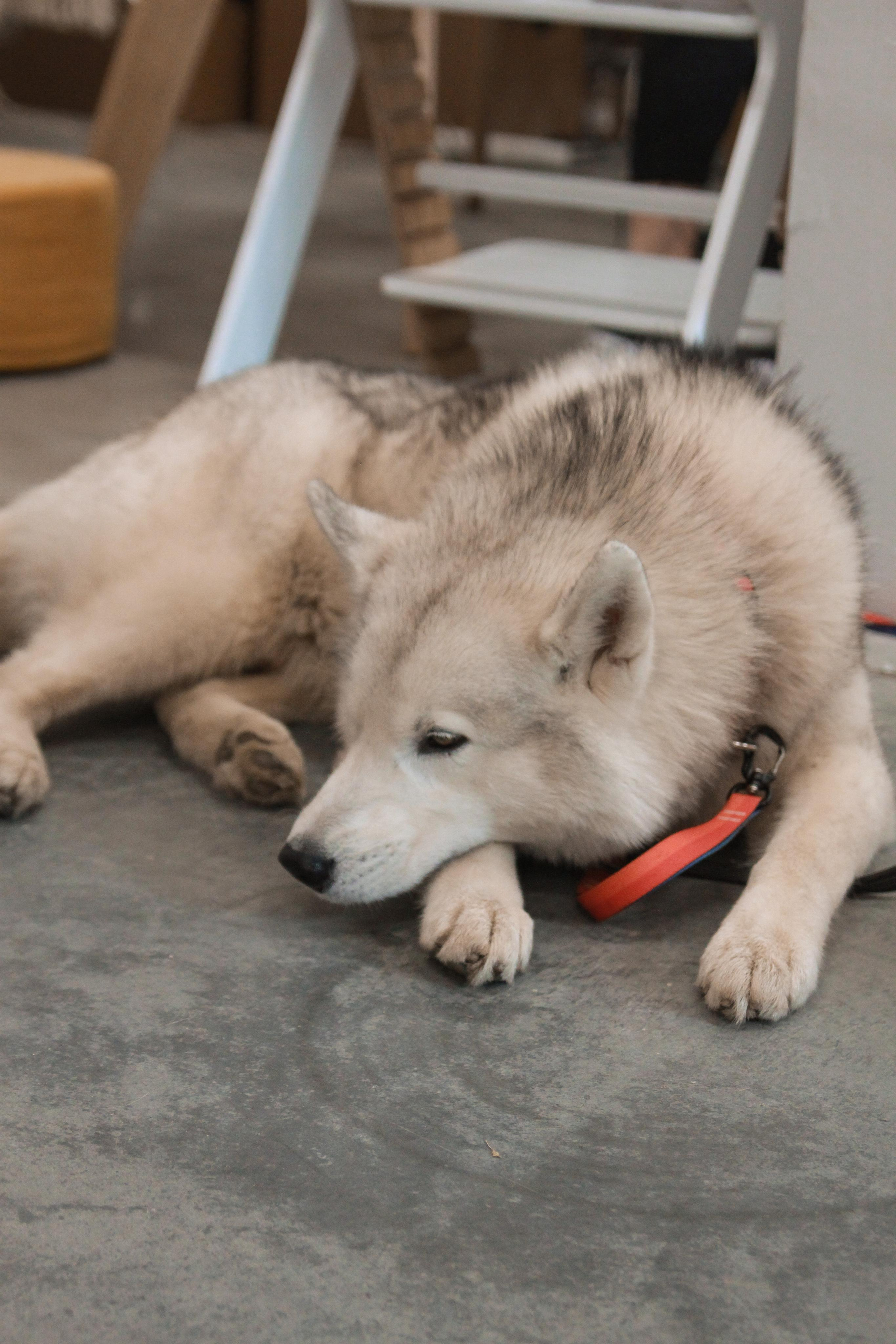 Veter Spring Fest. Фотограф Ирина Воробьева