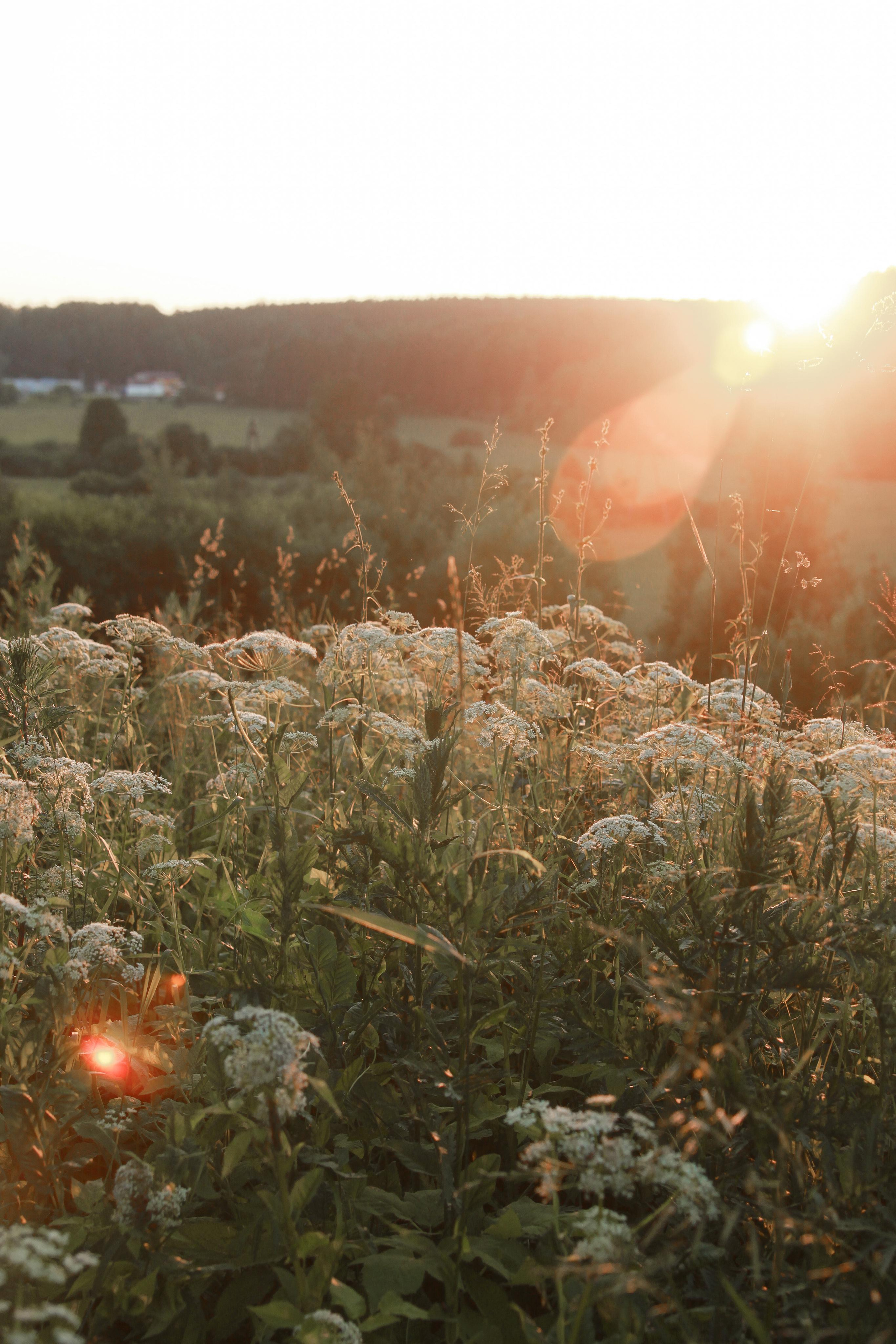 Людмила. Дуб на закате. Фотограф Ирина Воробьева