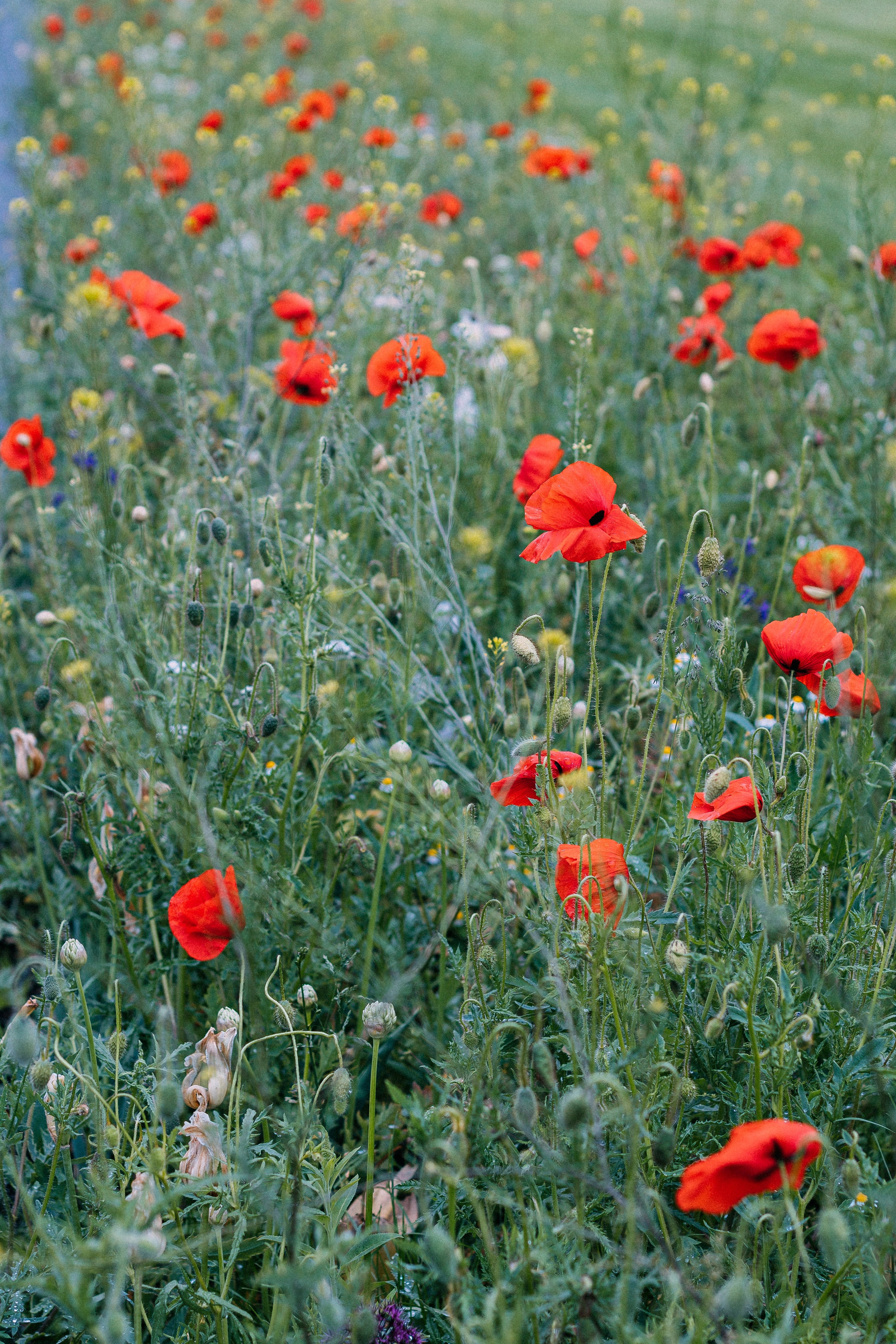 Будапешт. Аня Степанова
