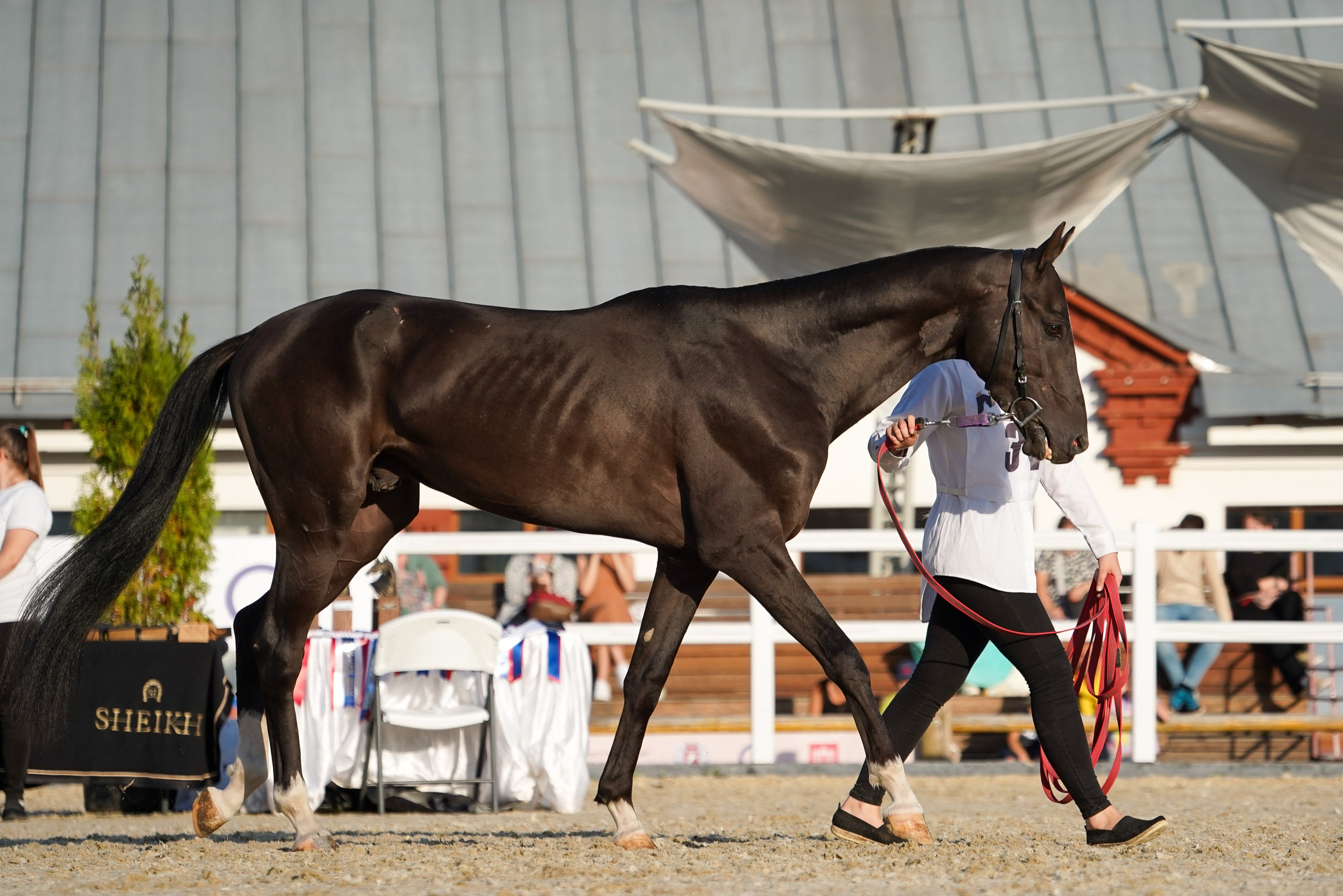 Чемпионат лошадей чистокровной ахалтекинской породы «КУБОК РОССИИ — 2024». Фотограф-анималист, портретный фотограф в Чебоксарах Мария Садыкова