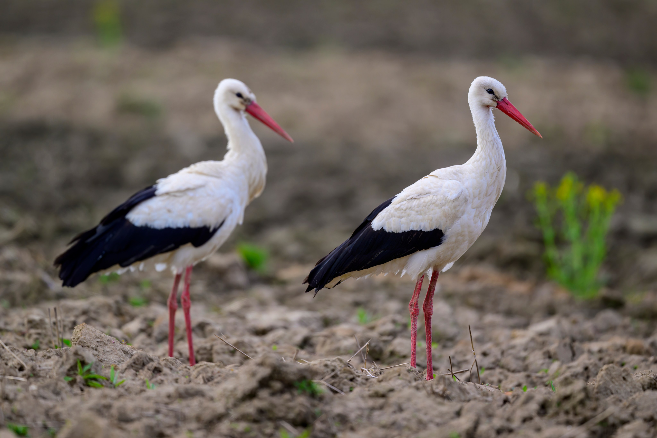 Лебеди, аисты, коршуны и ферма. Фотограф Сергей Пупонин