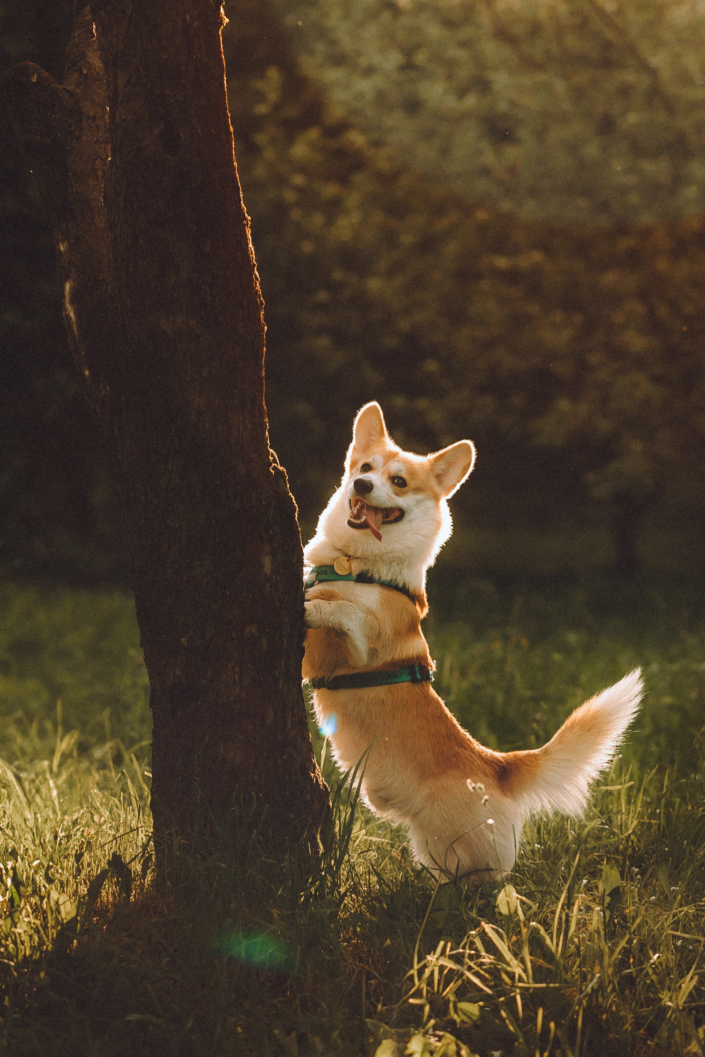 Вирджик и его семья
