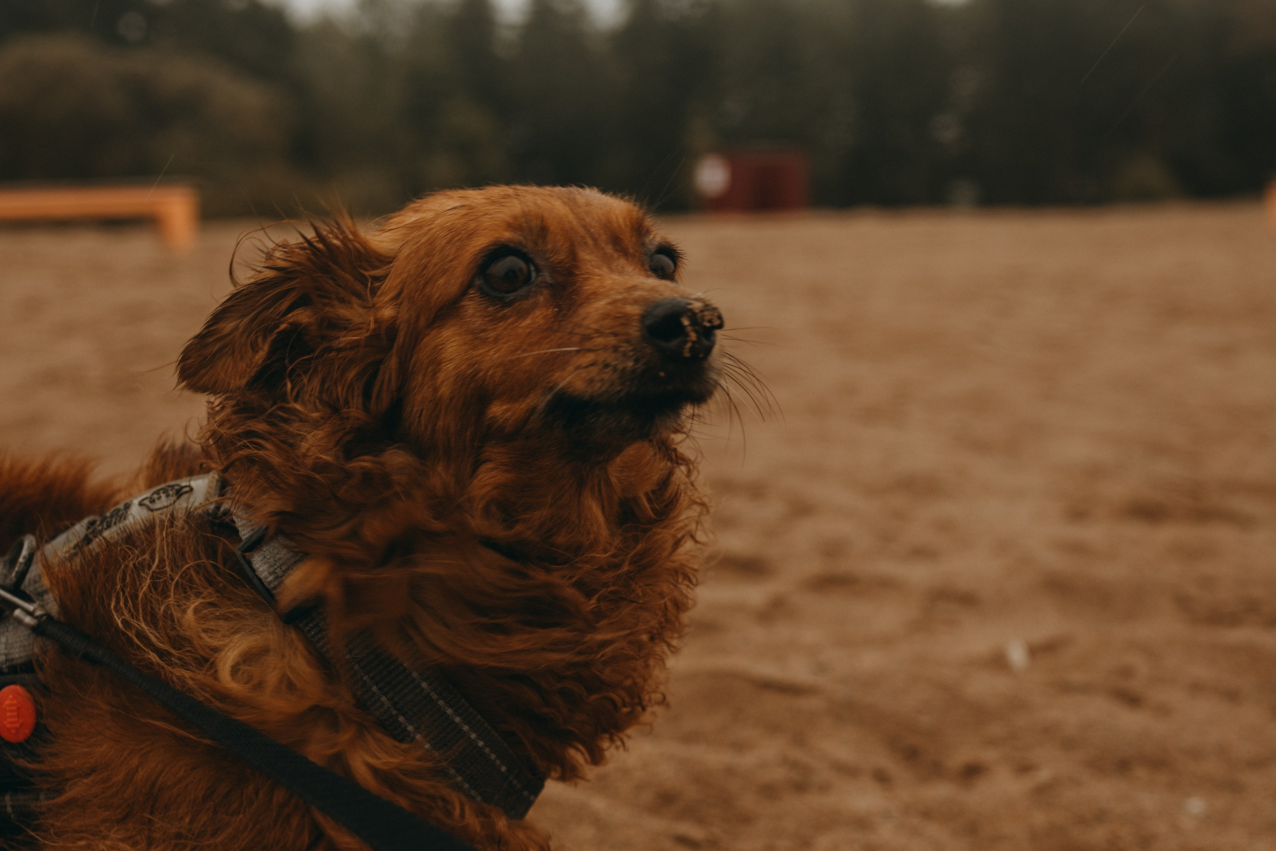 Жу и ее семья. Фотограф — Анималист | Санкт-Петербург