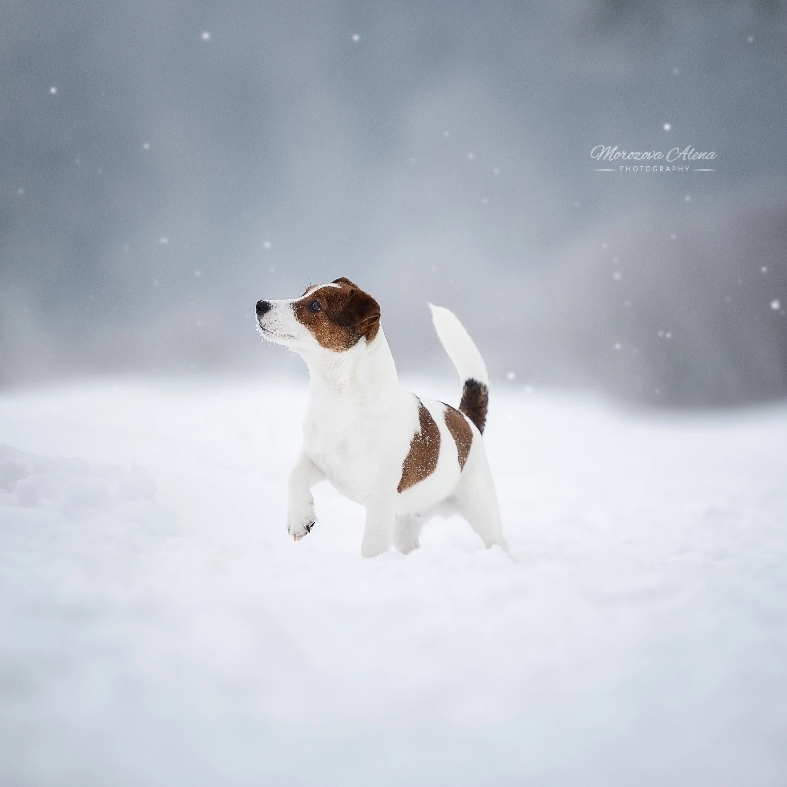 Adrenalin Flesh Royal. Джек Рассел терьер. Санкт-Петербург. Щенки Джек Рассел терьера