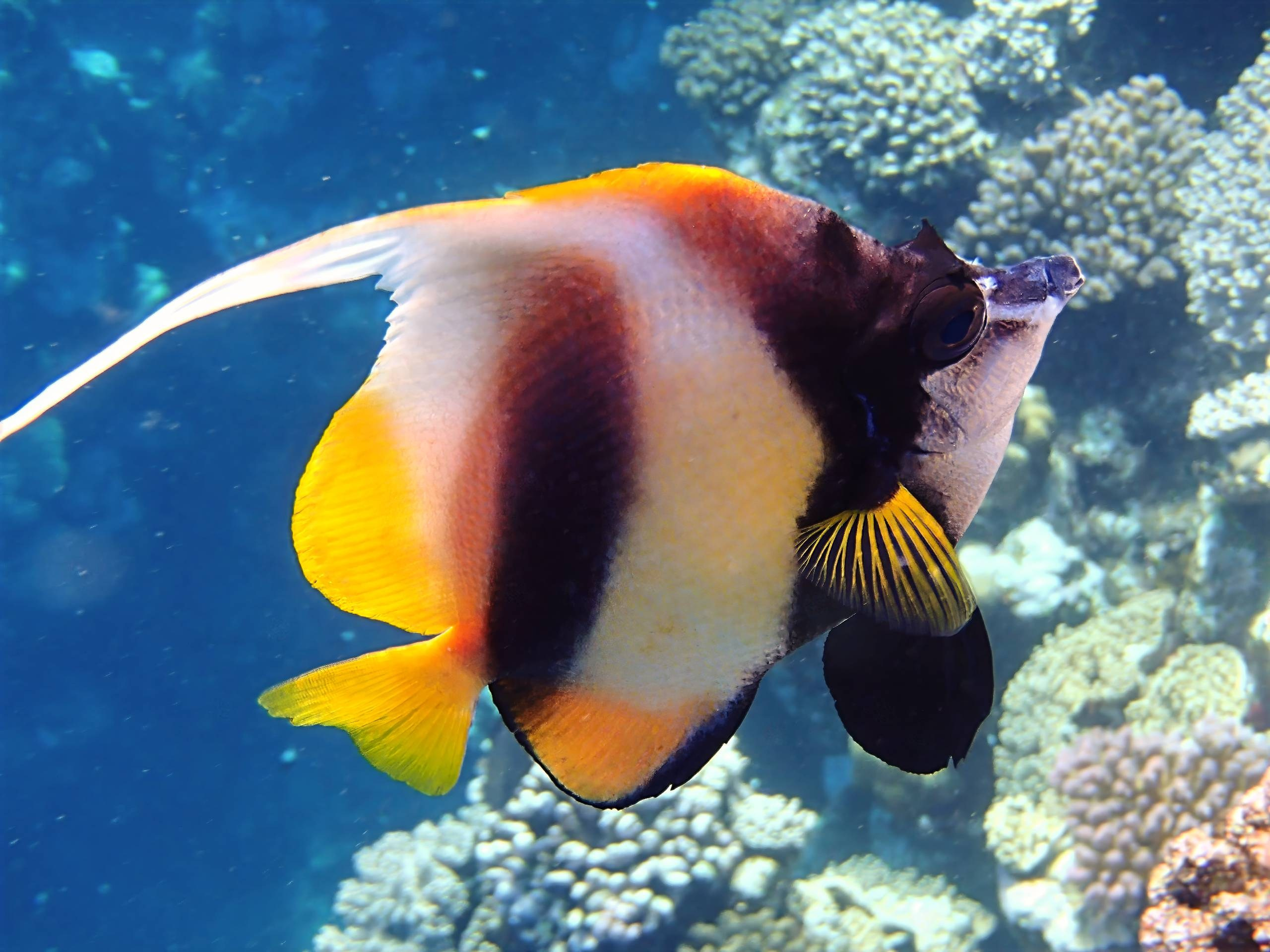 Рыбов показываю